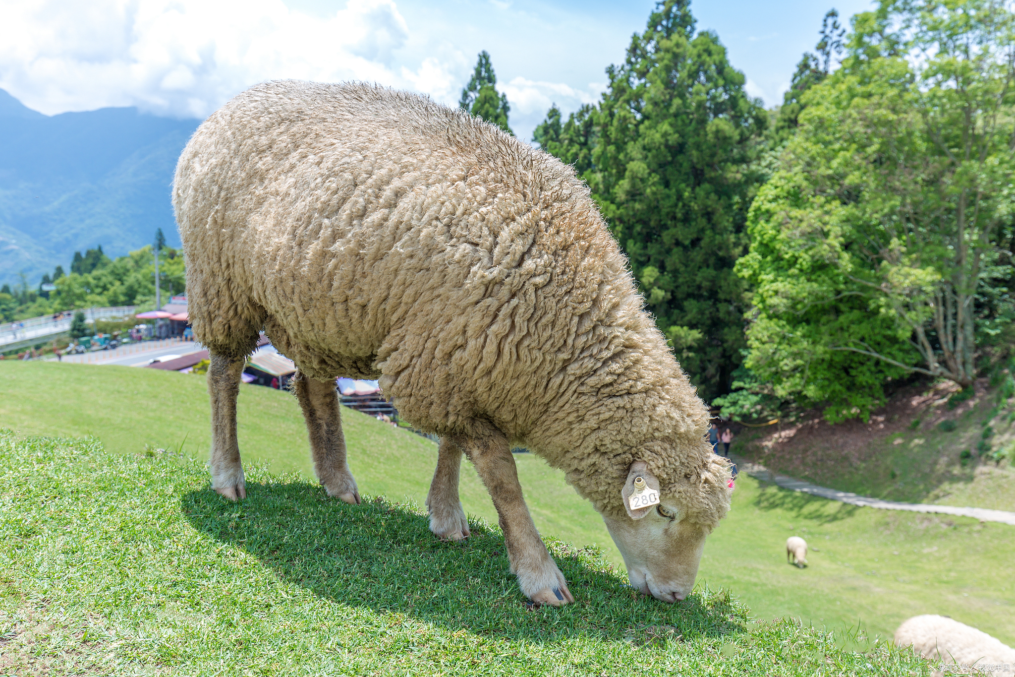 饲养1只100斤的羊有哪些赚钱门路看看网友的4个奇思妙想