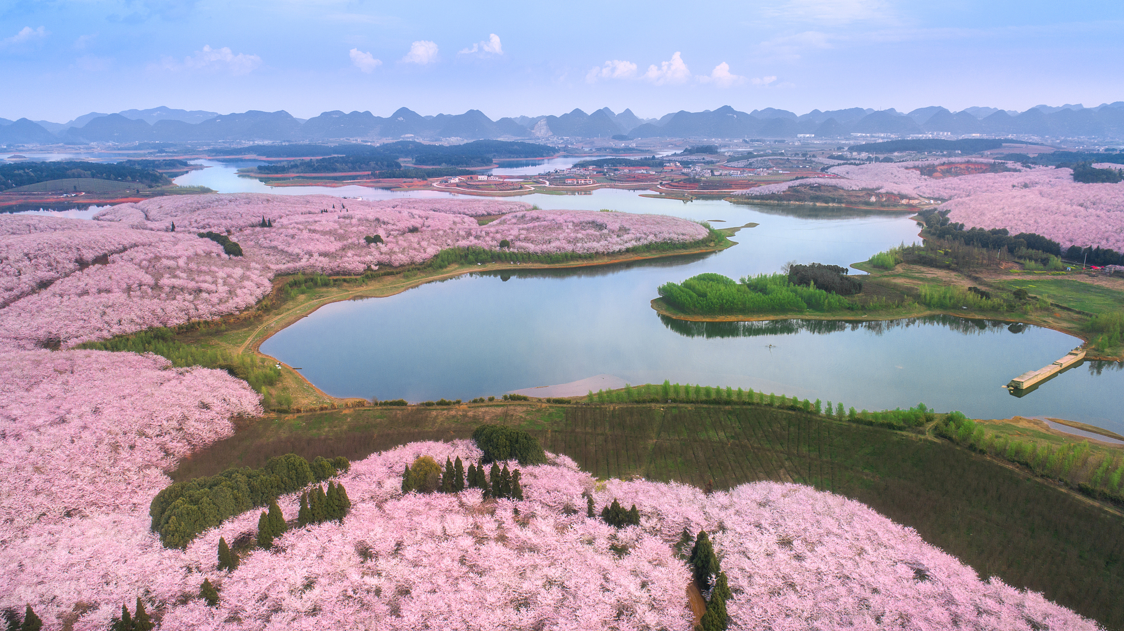 重庆永川圣水湖桃花岛在春天迎来了桃花,樱花和李花的盛开,构成了一幅