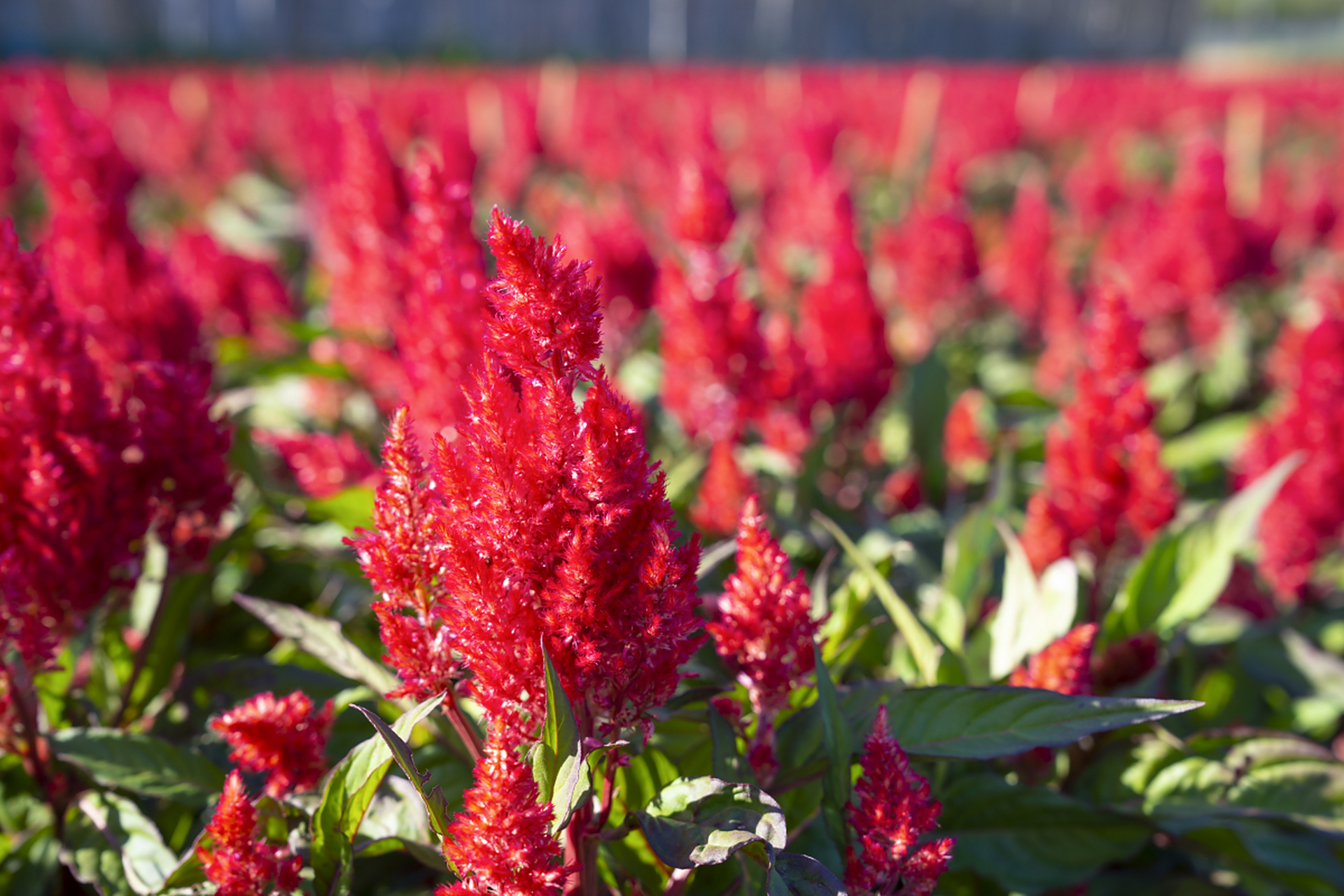 雁来红,别名老来少,三色苋,叶鸡冠,老来娇,老少年.