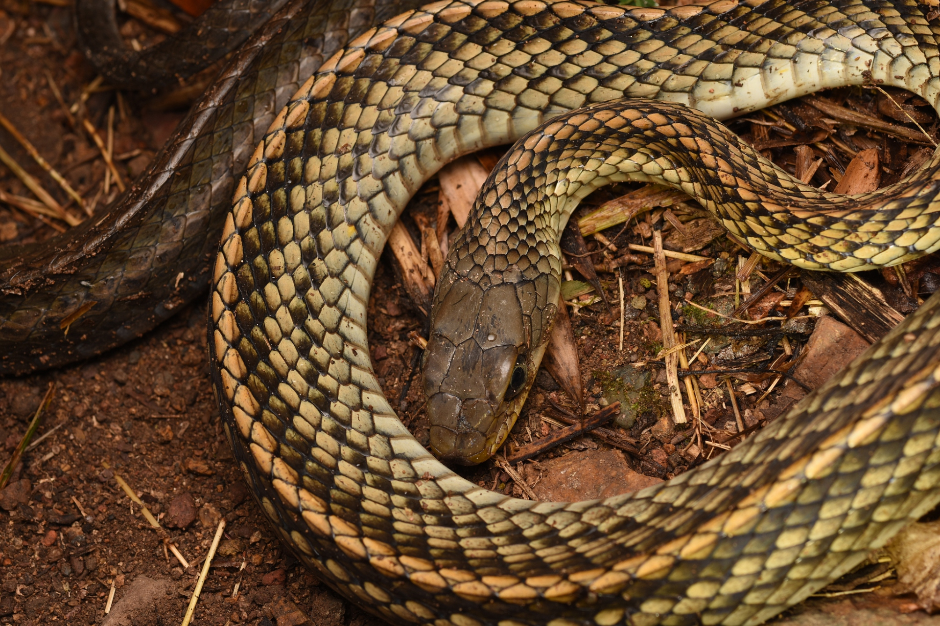 男子裤袋藏玄机,竟藏104条活体蛇过海关!