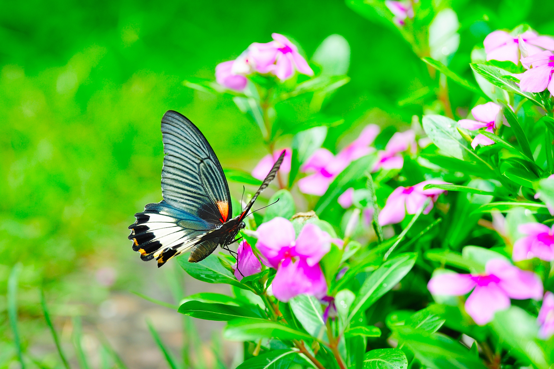 《蝶飞花舞》古筝版这首曲子充满了浓郁的中国文化气息
