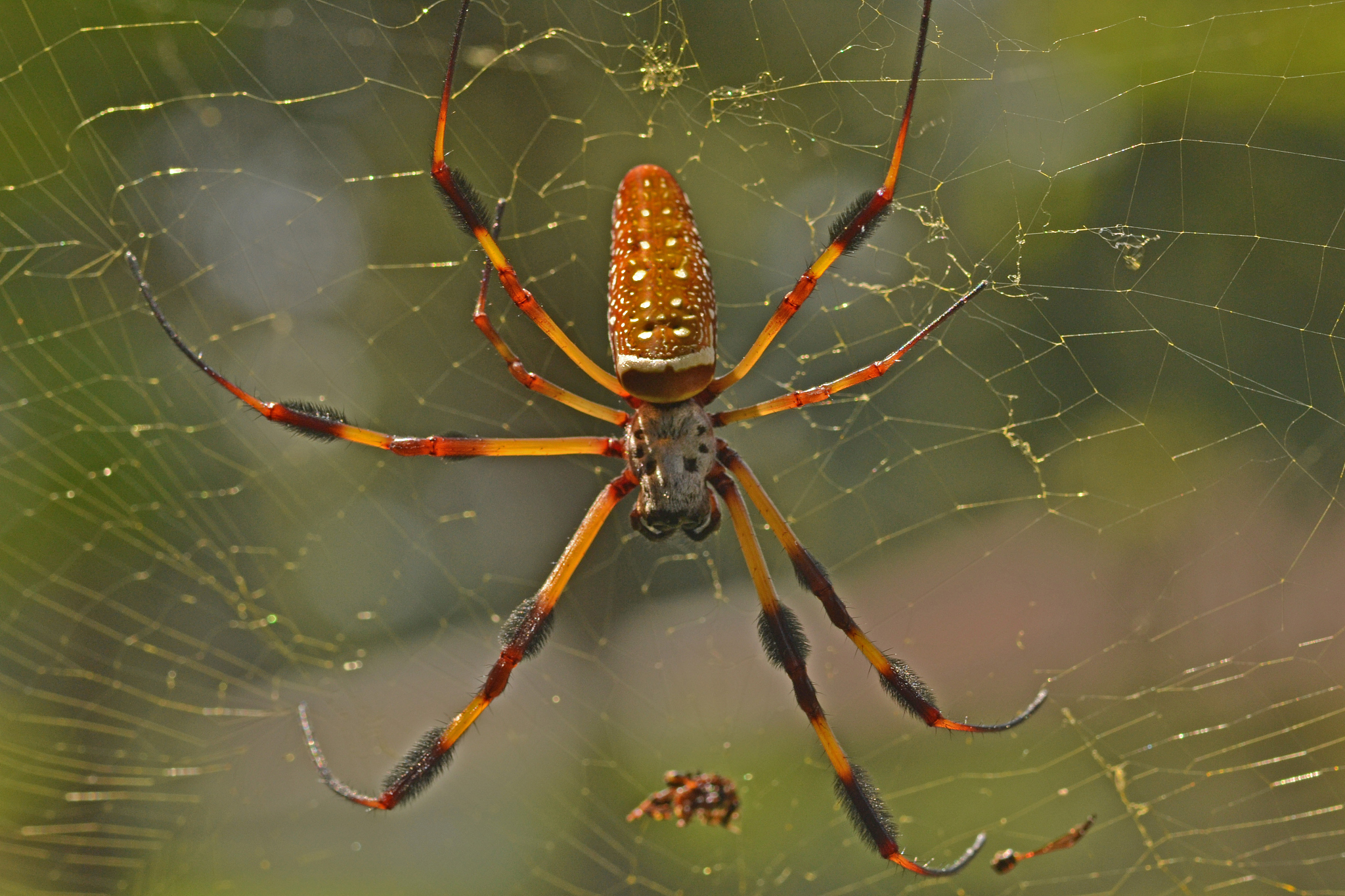 一些青蛙种类会捕食蜘蛛,这有助于维持生态平衡