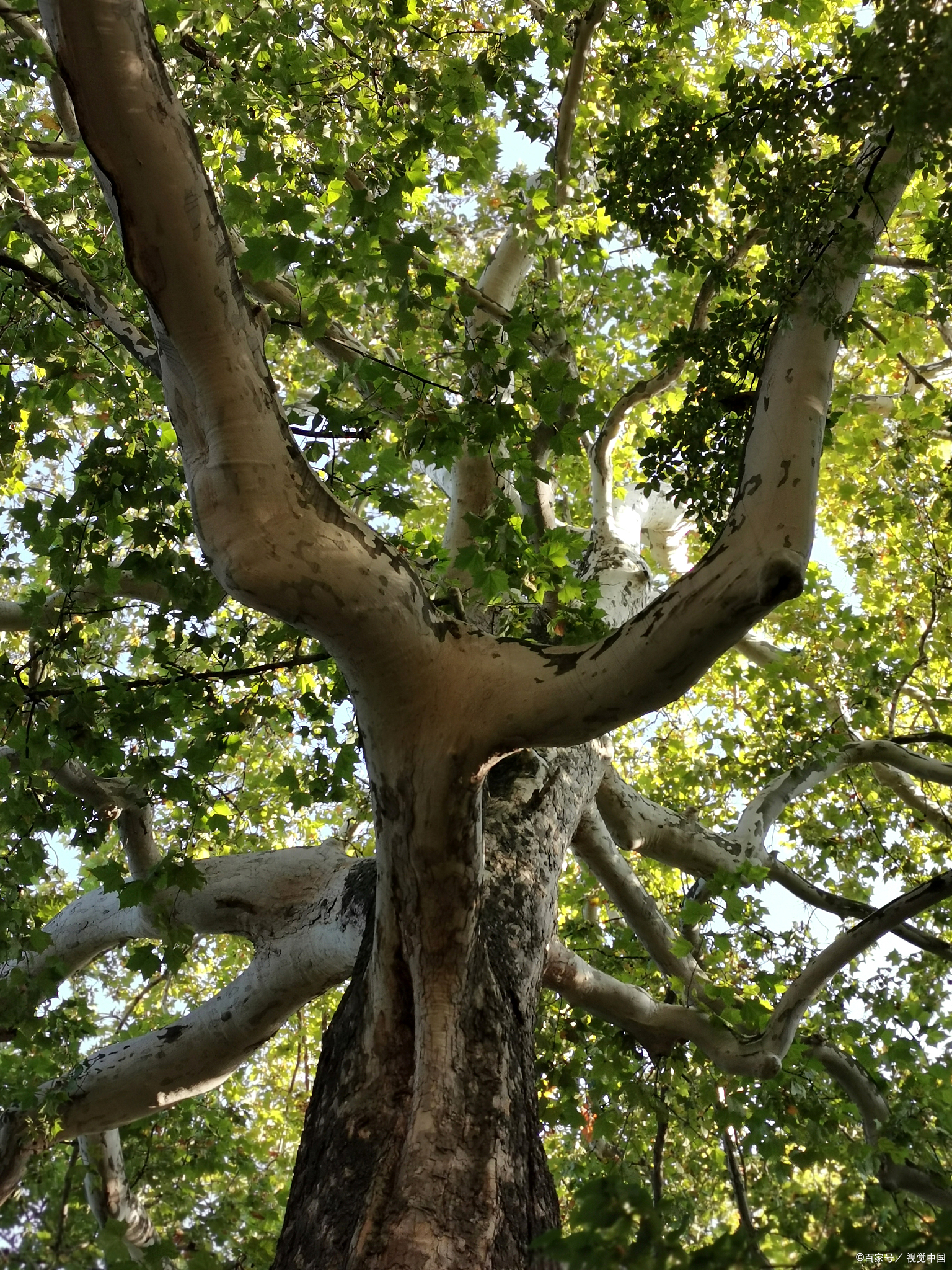 别墅里住着各种树,东边邻居院子里有一棵据说树龄已经80年的古董树