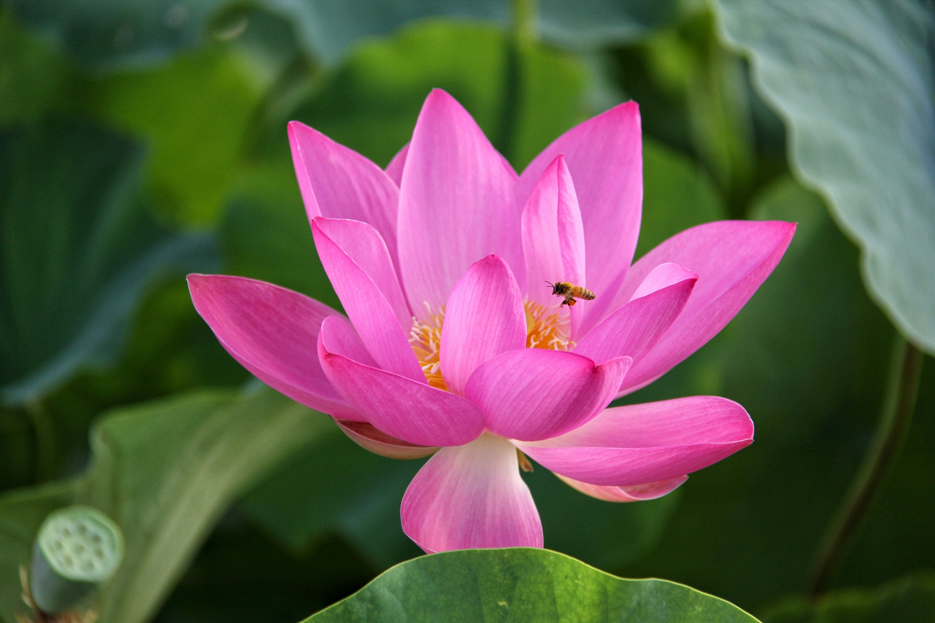 荷花一般在6到9月份之间开花#荷花# #夏日荷花# #养花# #分享养花小