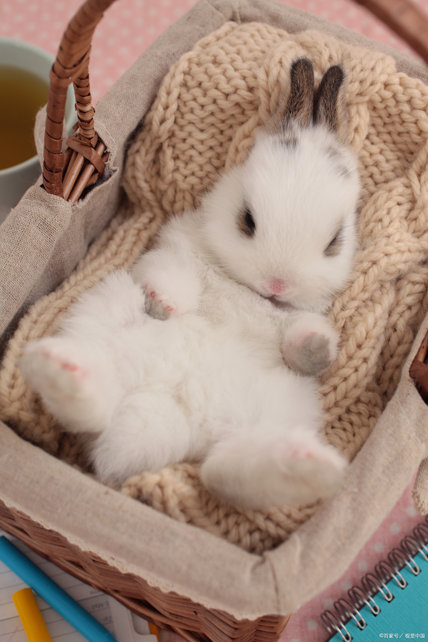 金丝熊怎么分辨公母