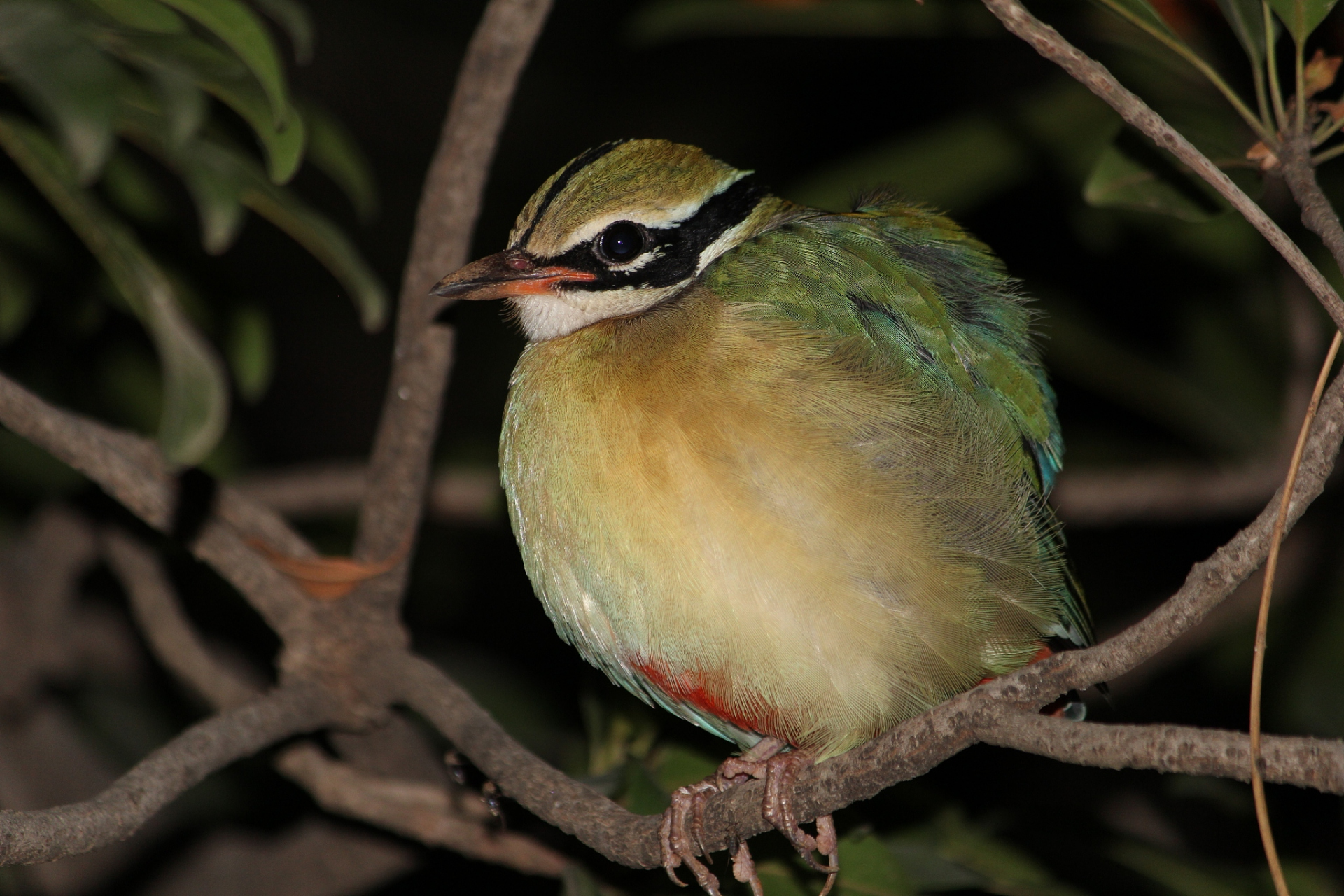 让蜡嘴鸟快速不怕人的方法包括:保持距离,保持安静,使用食物作为诱饵