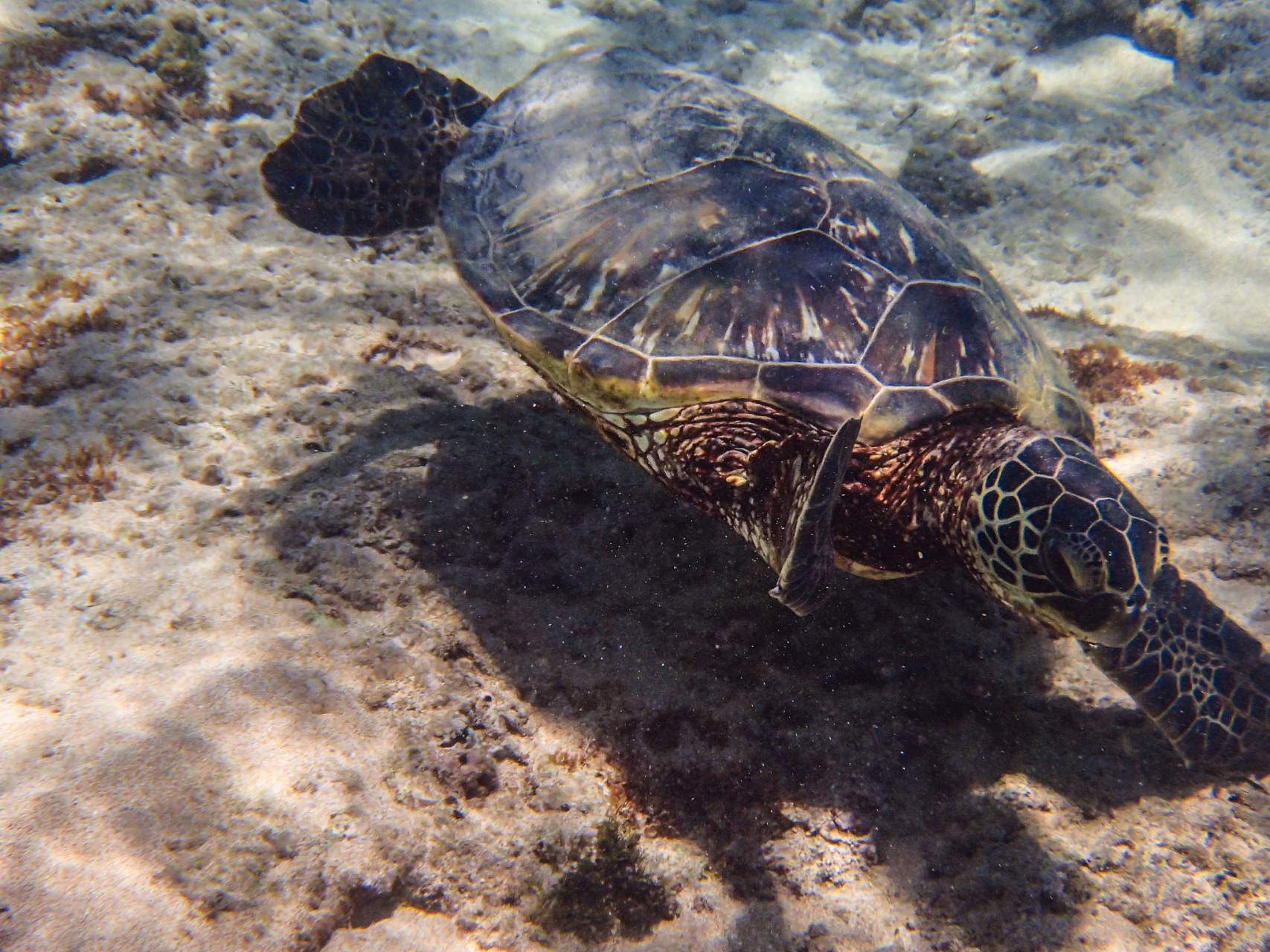 棱皮龟是深海物种,背部是一块皮革外壳.