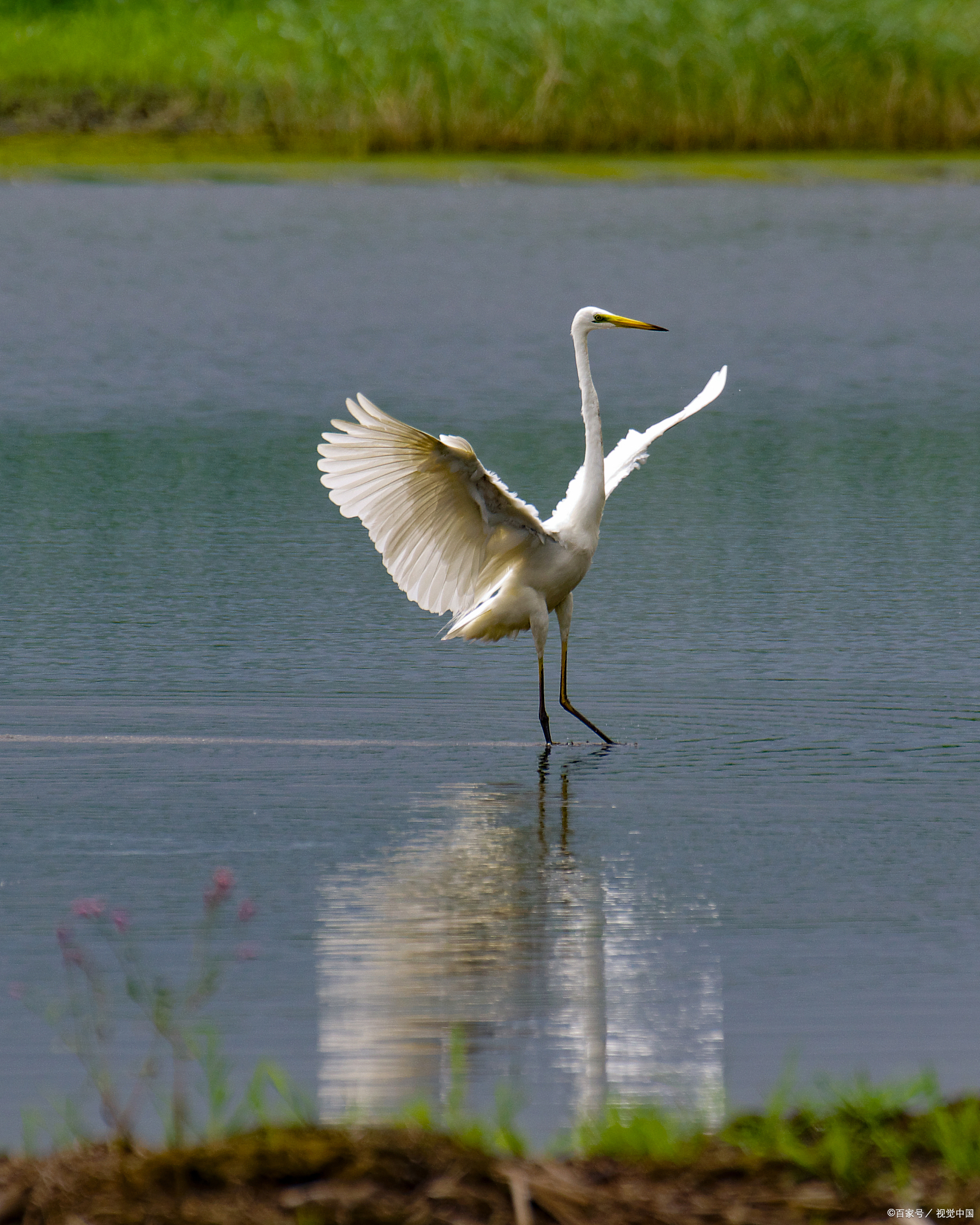 白鹭诗词12首|漠漠江湖自在飞,一身到处沾渔矶