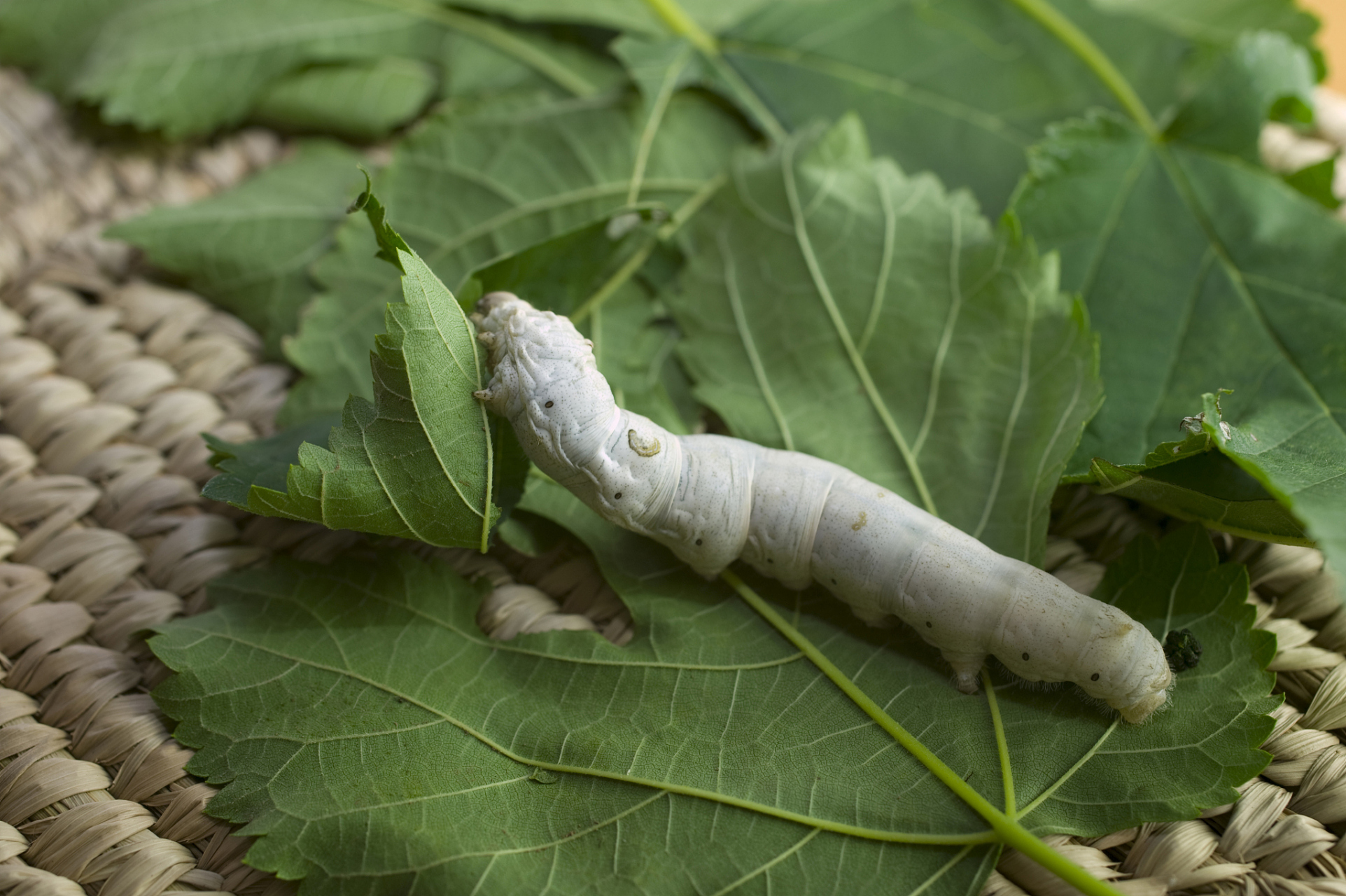 春蚕养殖需注意环境,种子,桑叶和温度控制,并定期喂养和加工.