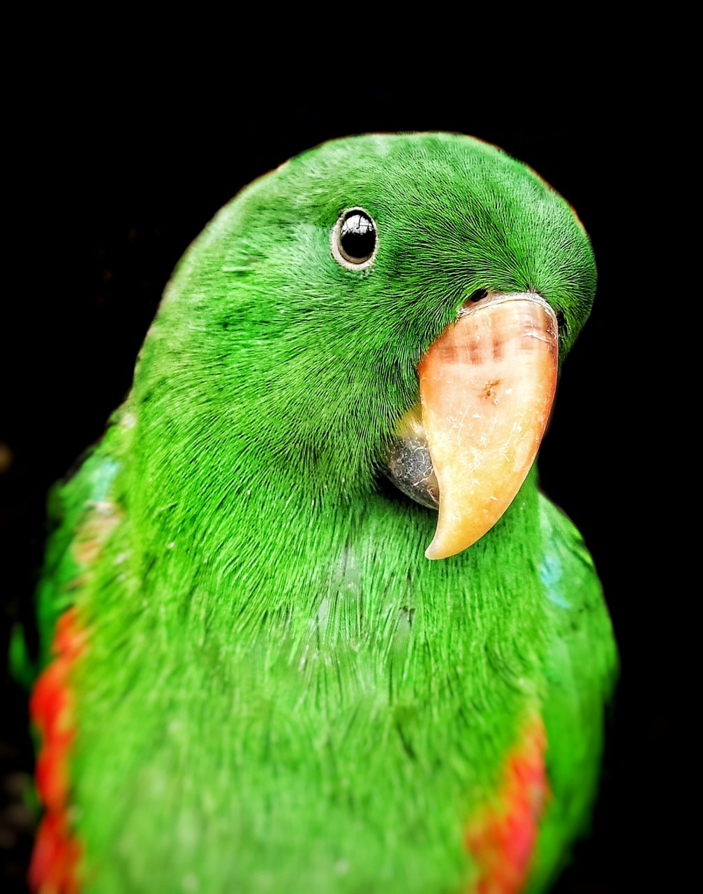 折衷鹦鹉是一种美丽而珍贵的鸟类,其寿命受到多种因素的影响.