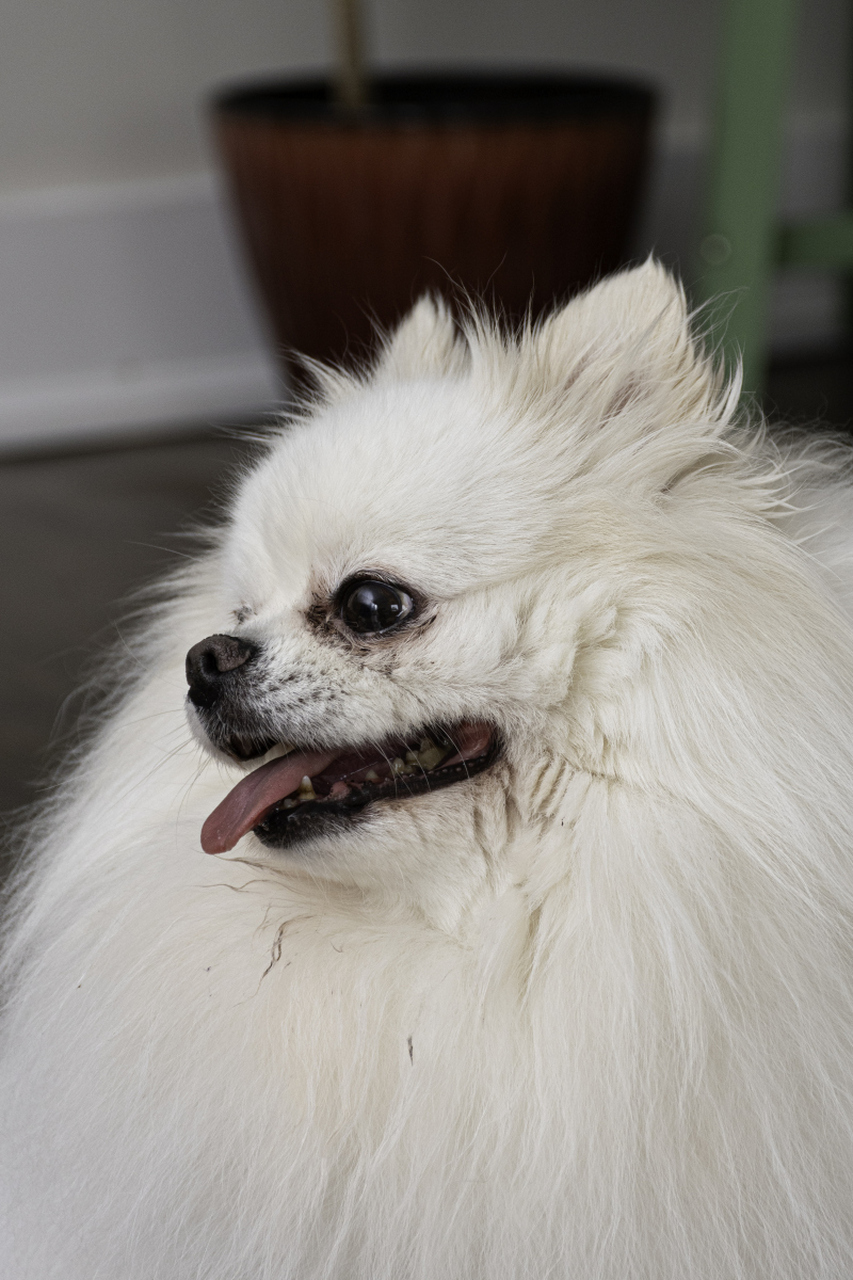 博美犬活泼可爱,毛发浓密,忠诚度高,智商高,易于训练.