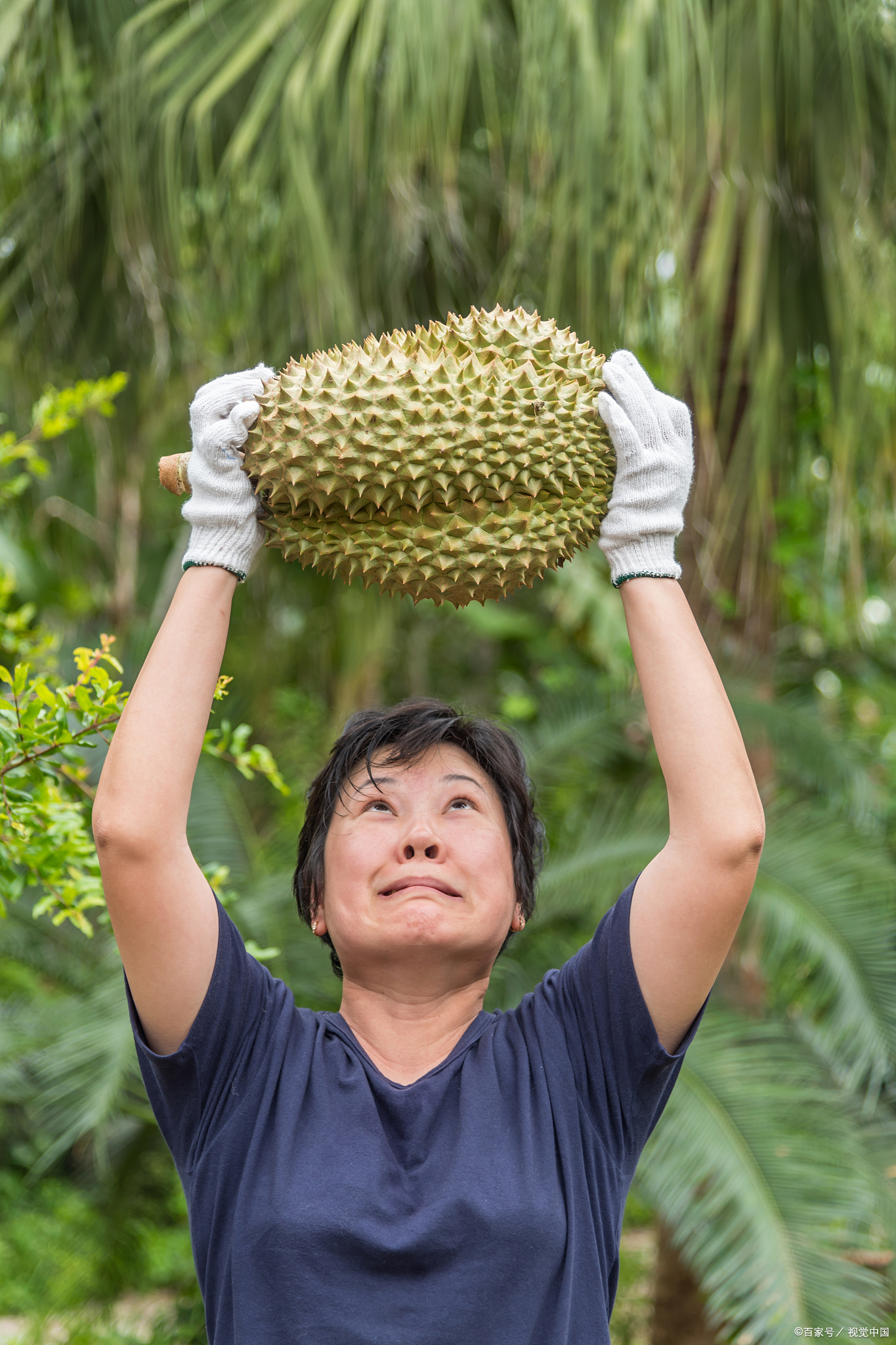 菠萝蜜锈病图片