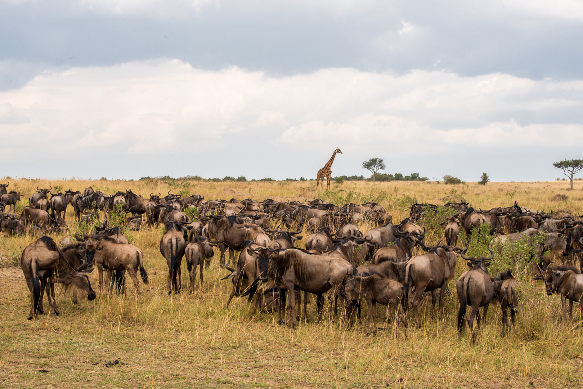 肯尼亚是非洲东部的旅游胜地,拥有马赛马拉国家保护区等自然景观和