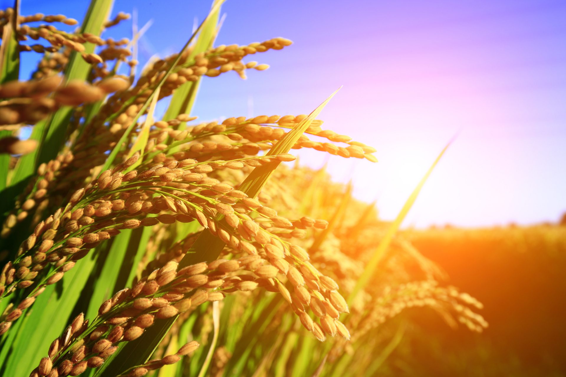 大米作为我们日常生活中的主食,也迎来了它的丰收季.