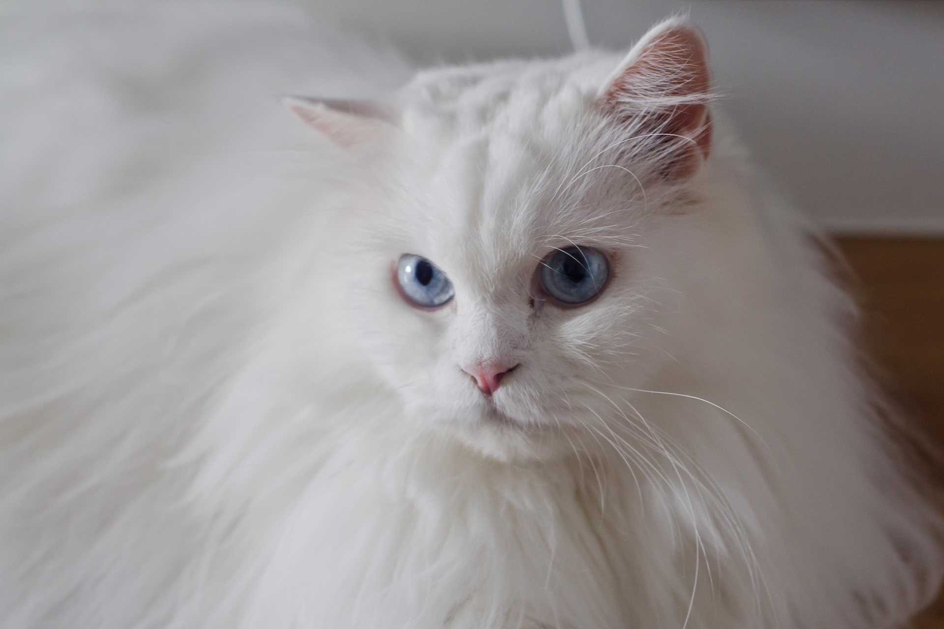 狮子猫起源于英国的安哥拉猫,经过与当地土猫的杂交逐渐形成.