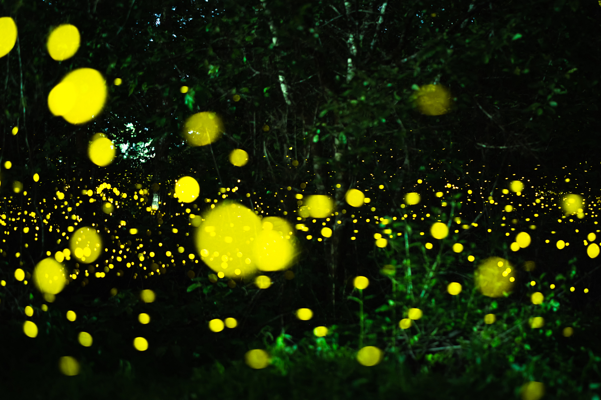 萤火虫,这种夜空中的小精灵,以其独特的荧光迷住了无数人.