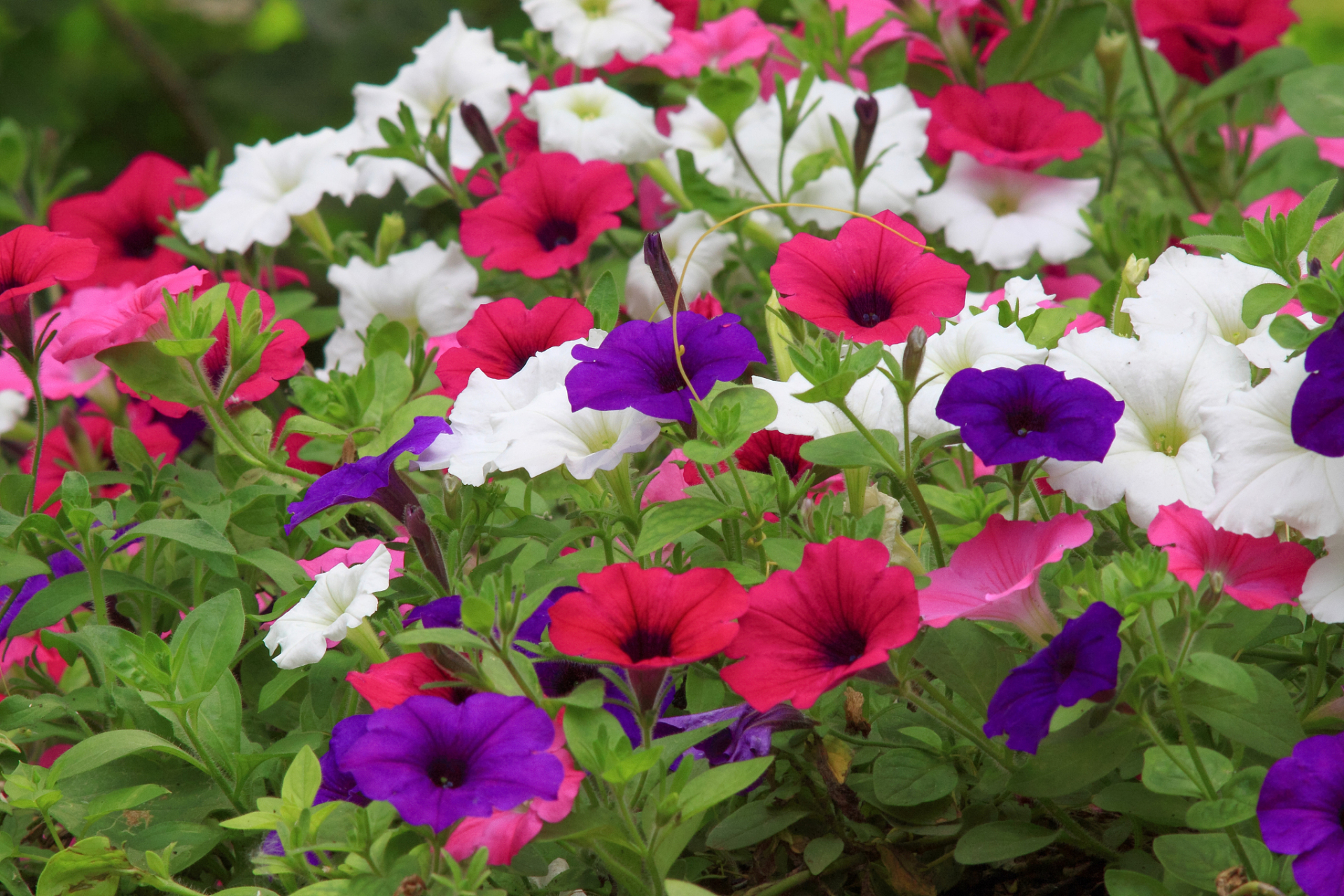 矮牵牛是一种夏季花卉,它们以其绚丽多彩的花朵而闻名.