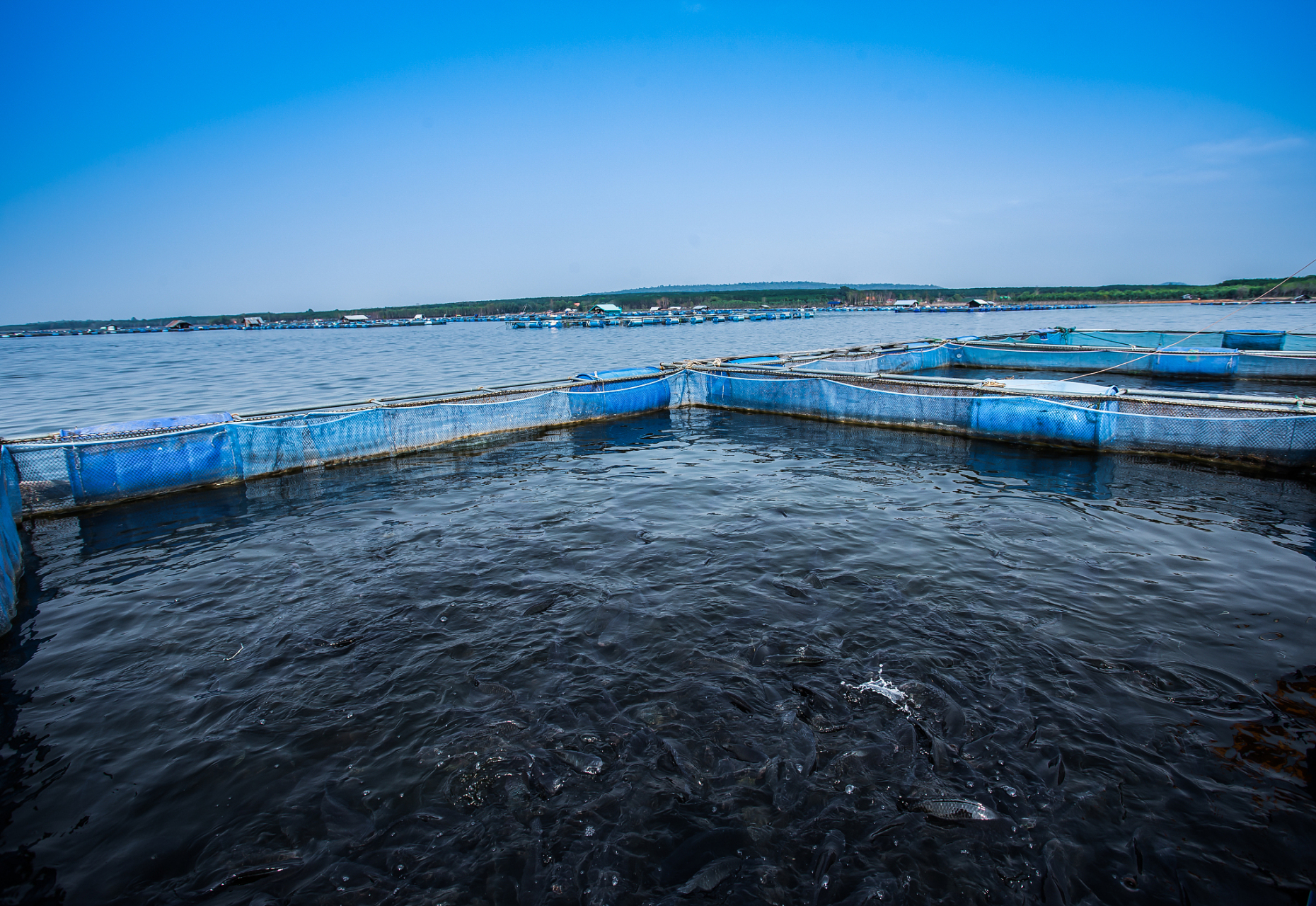 "水产养殖"第一黑马,罕见利好,业绩暴涨9856%,有望冲击15板  在亚洲,