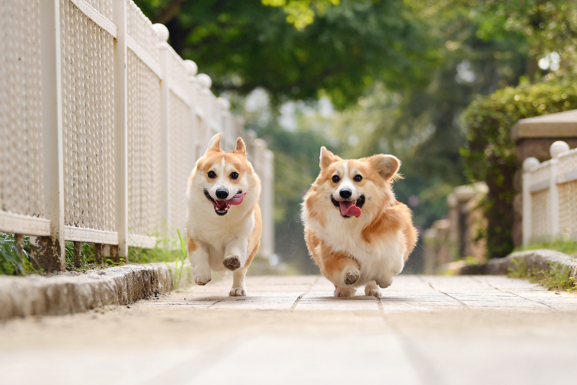 狗狗作为人类最古老的家畜之一,与人类建立了深厚的情感纽带.