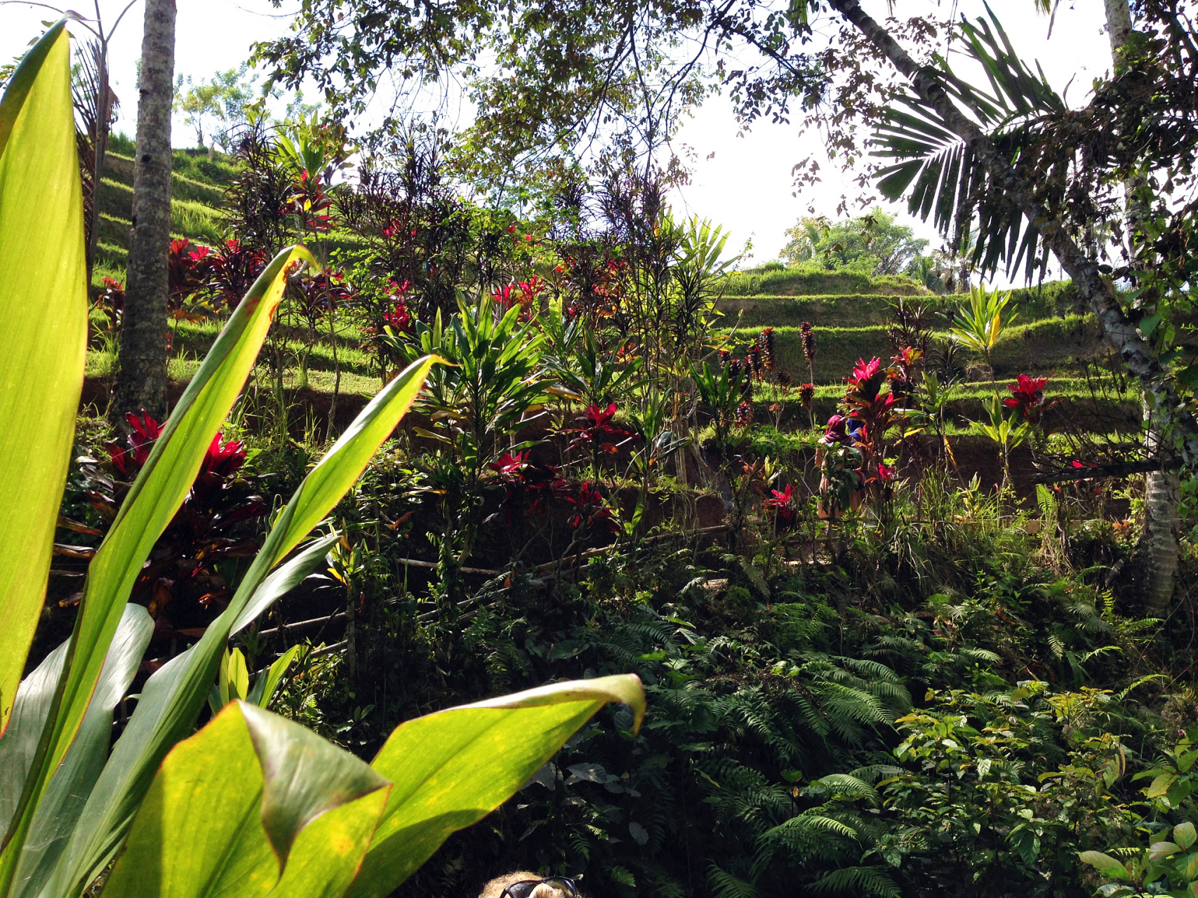 嬉行记# 三亚兰花谷是一个充满历史和美丽的地方.