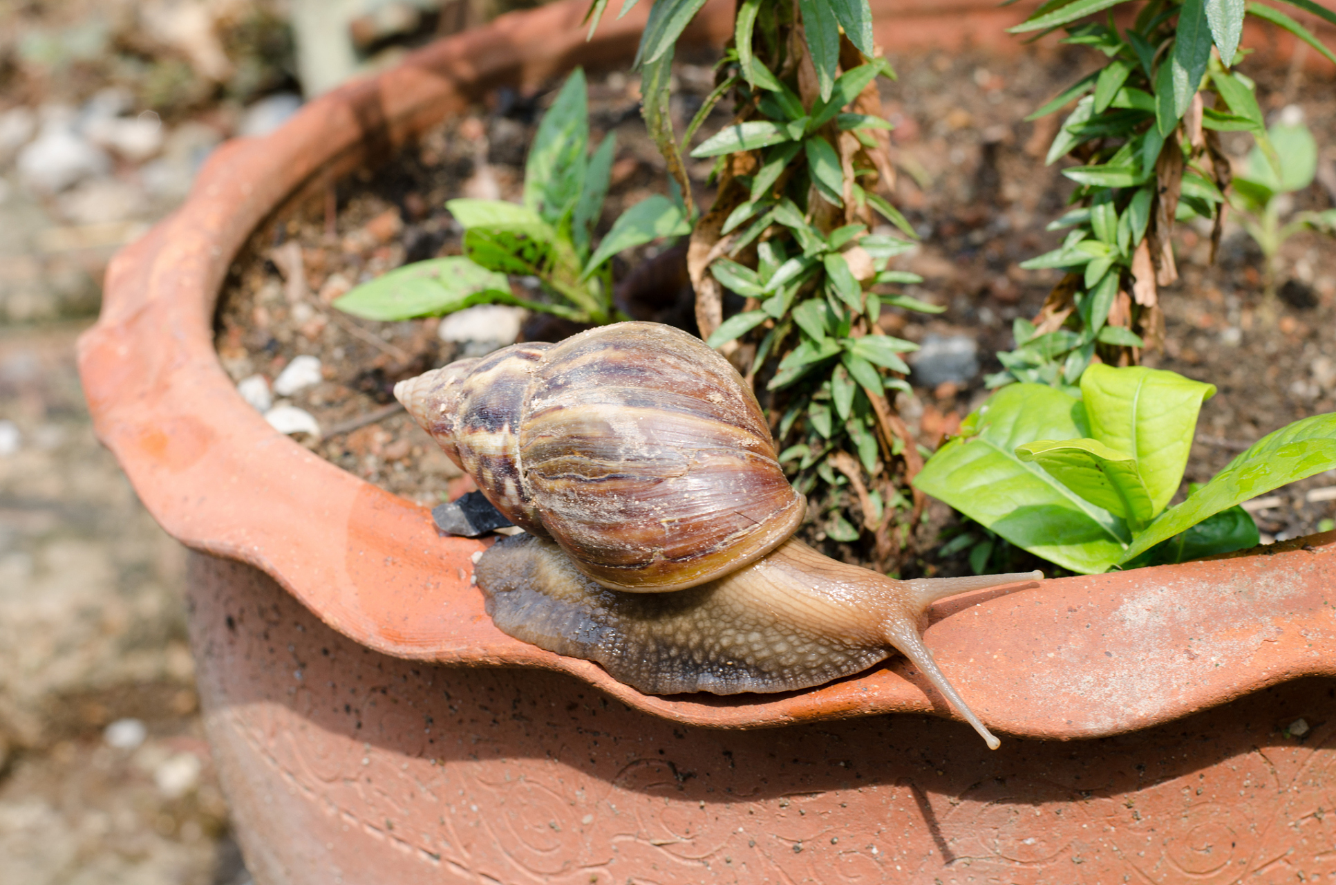 捡来的蜗牛怎么养?