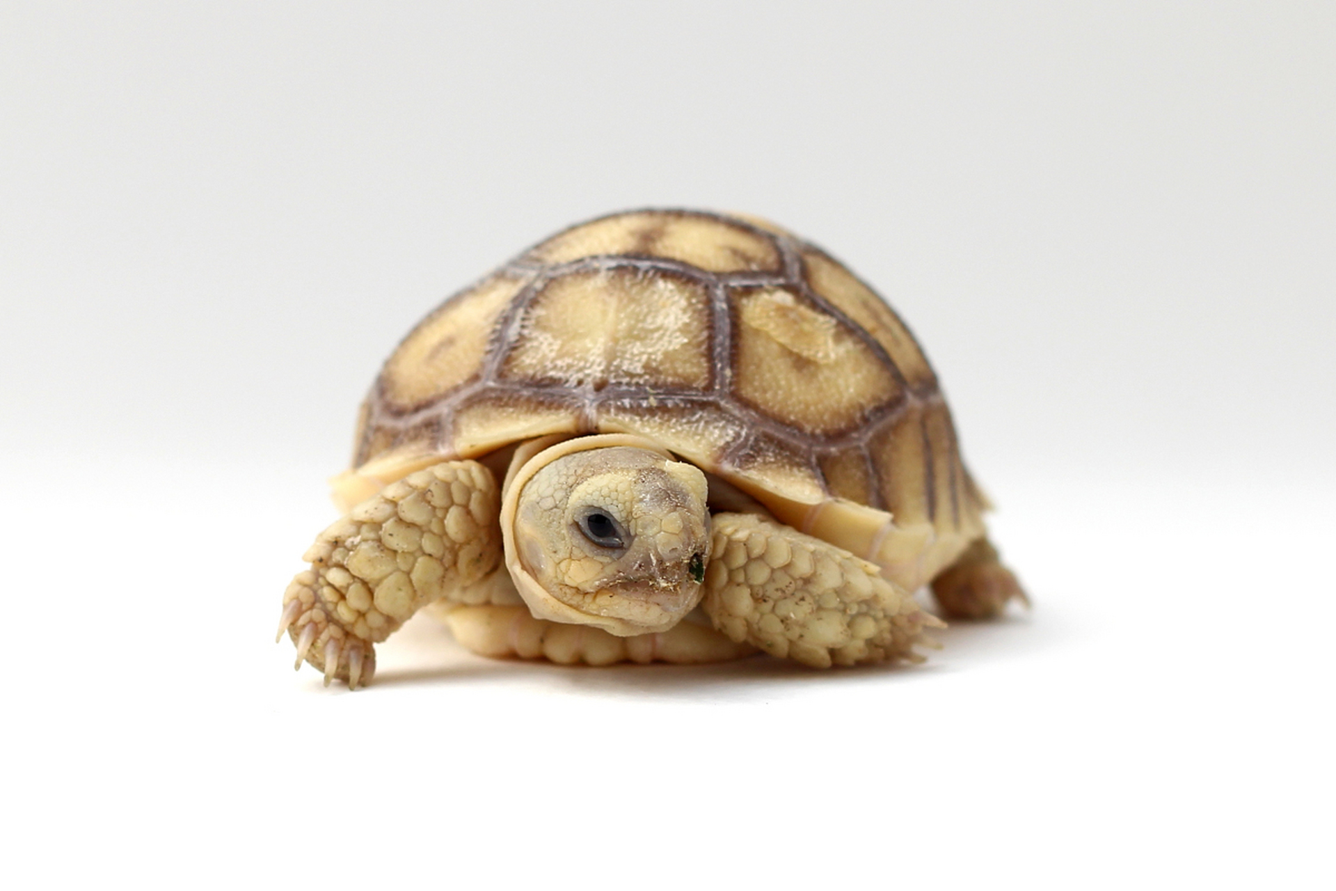 彩虹龟,可爱水生爬宠等你来养!想要轻松驾驭养殖技巧?