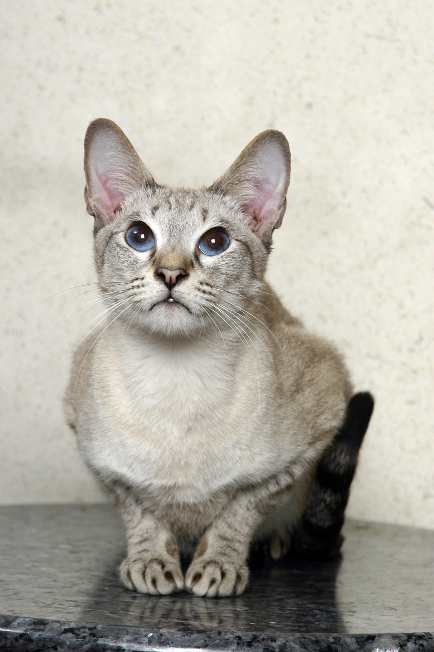 东方猫,又称暹罗猫,是一种著名的小型家猫品种.