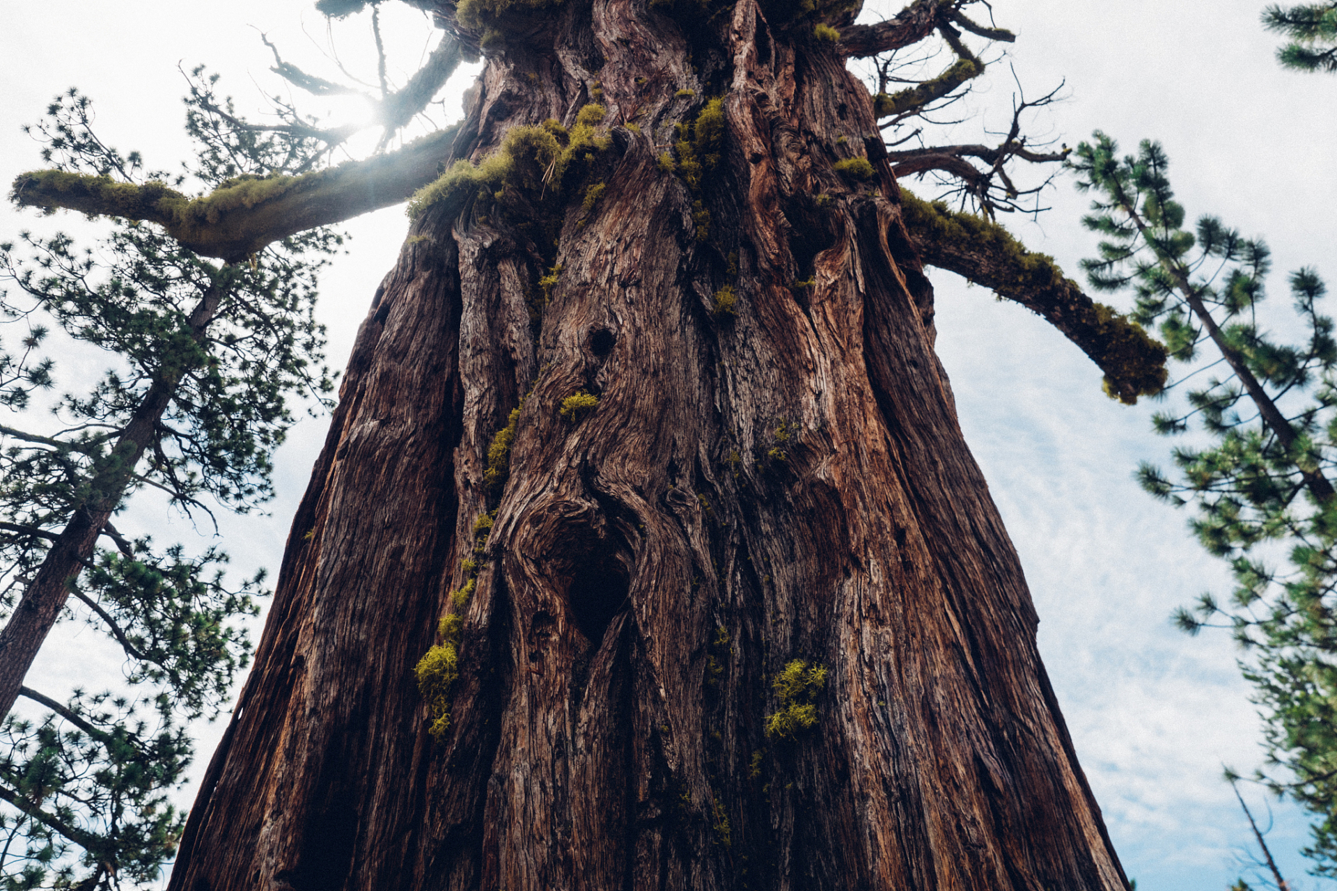 凤凰松位于九华山闵园景区内,是九华山的一大景观.松高7.