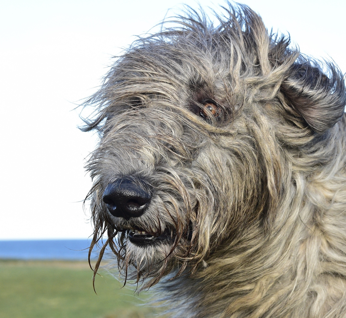 爱尔兰猎狼犬是一种卓越的犬种,具有高贵,勇敢和威武的特点.
