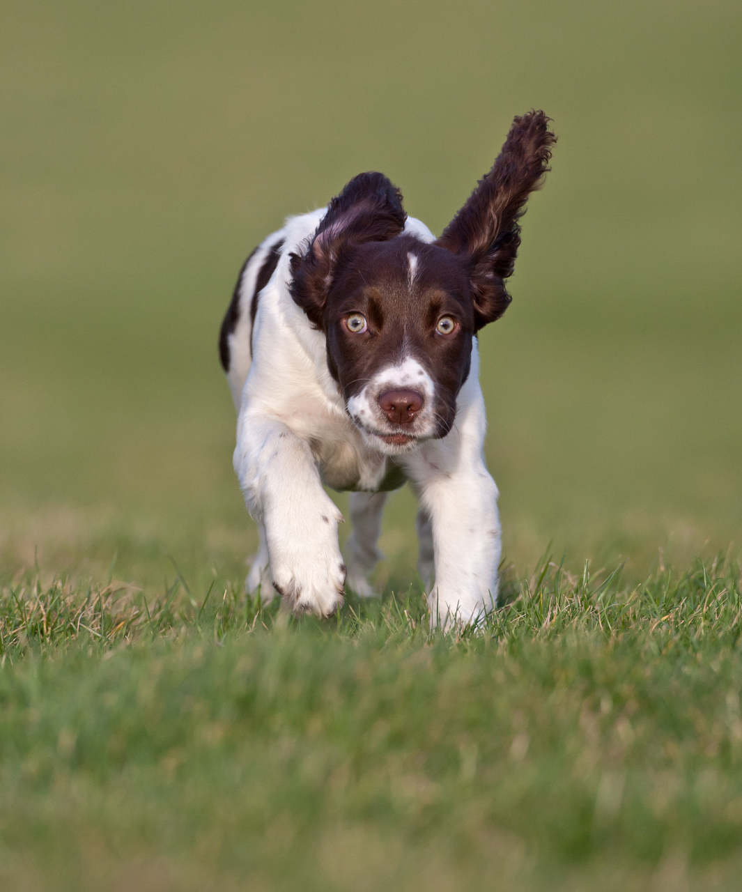 [原文:英国史宾格犬有
