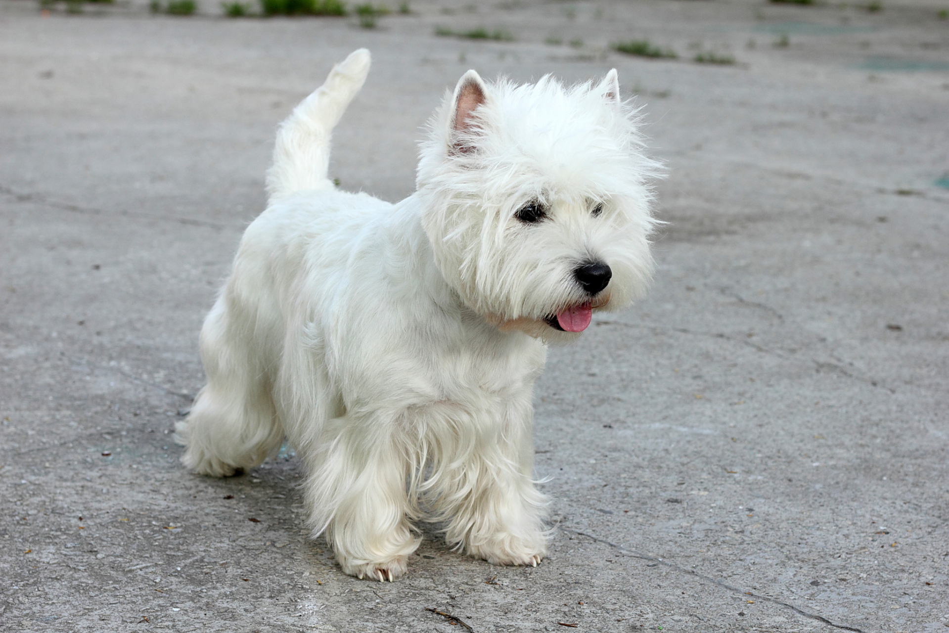 西高地白梗(west highland white terrier),简称"西高",是一种小型犬