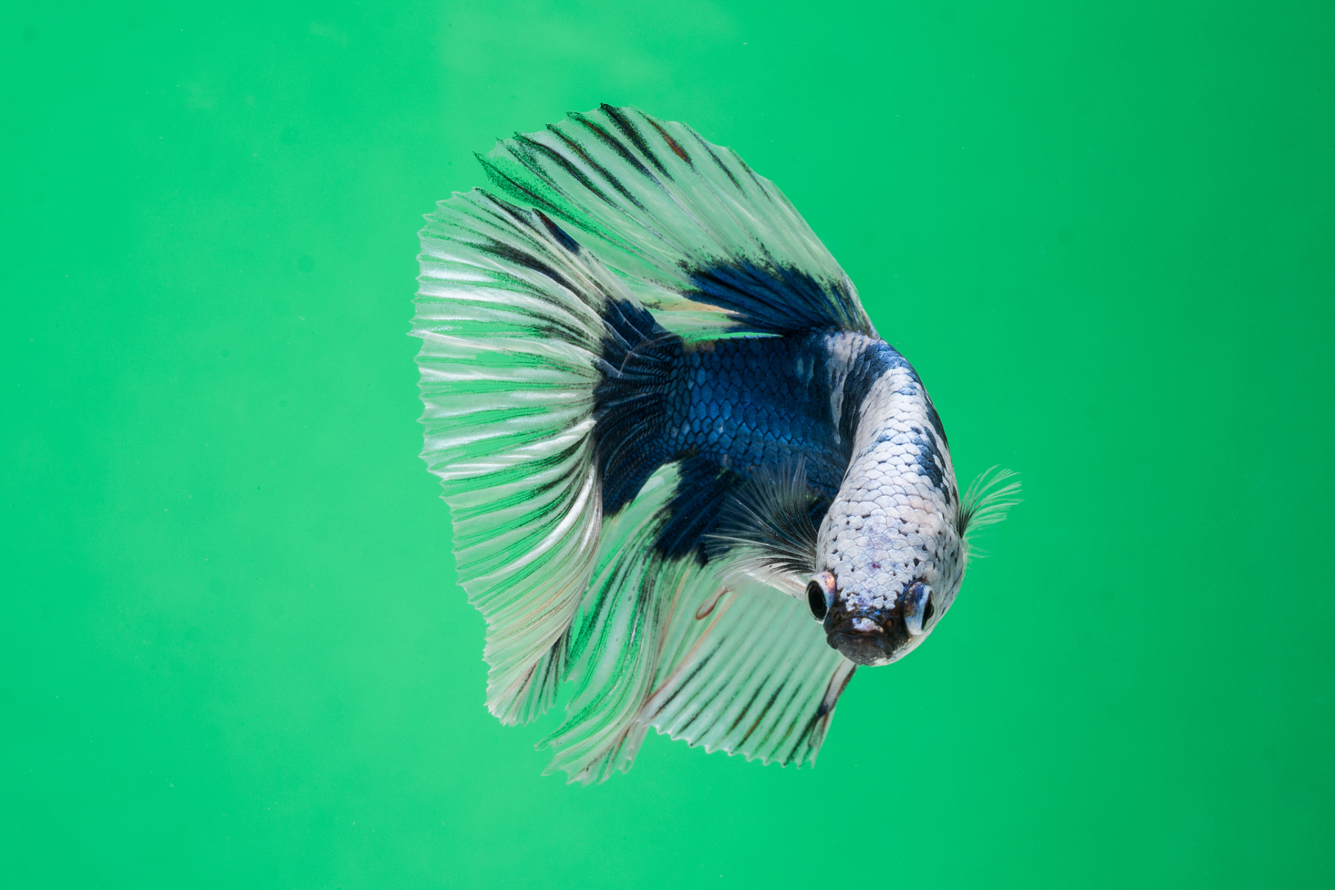 中国斗鱼具有观赏和养殖价值,喜静水和缓流,吃昆虫,浮游生物等,也接受