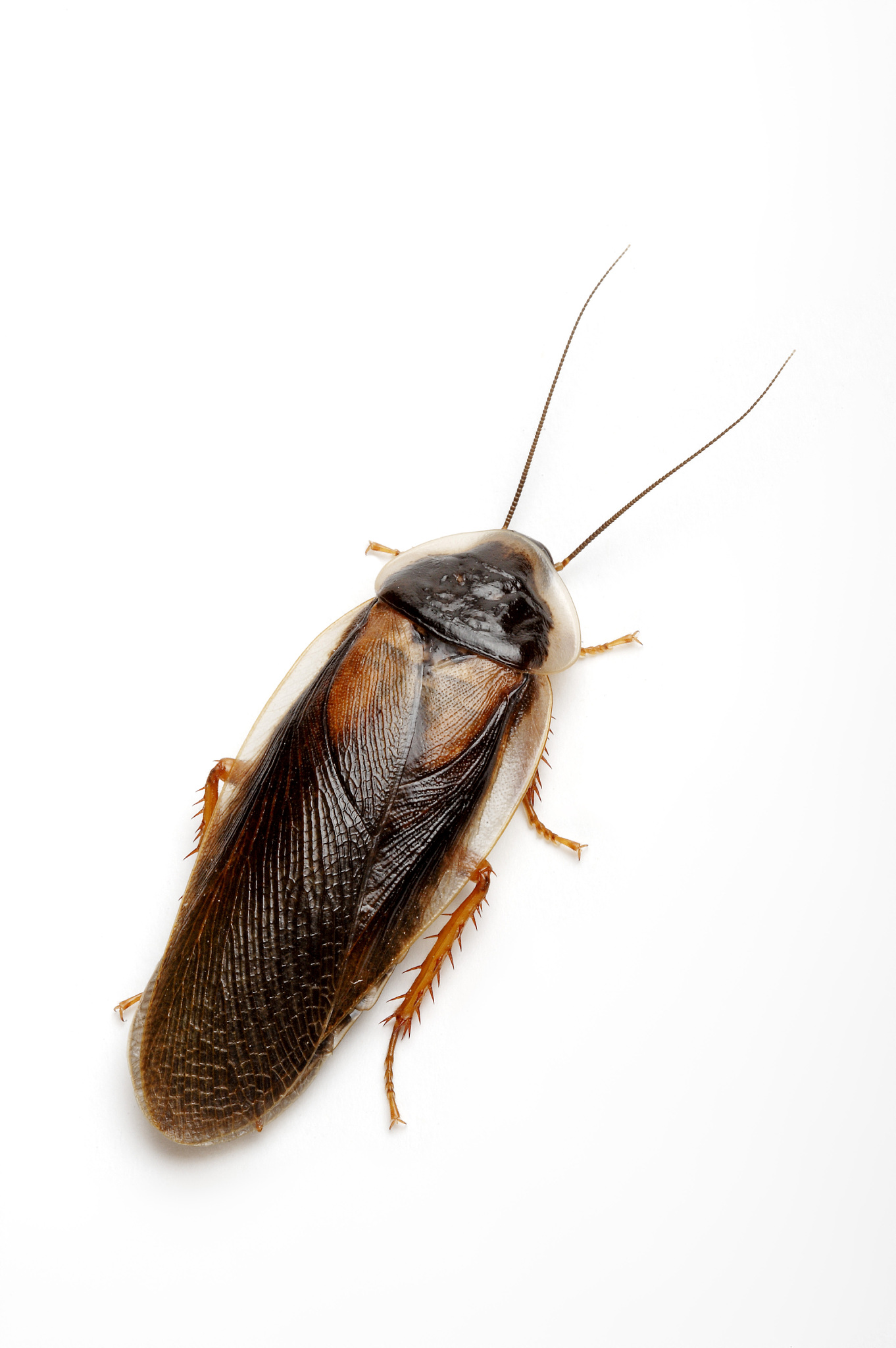 如何有效消灭楼房里的蟑螂