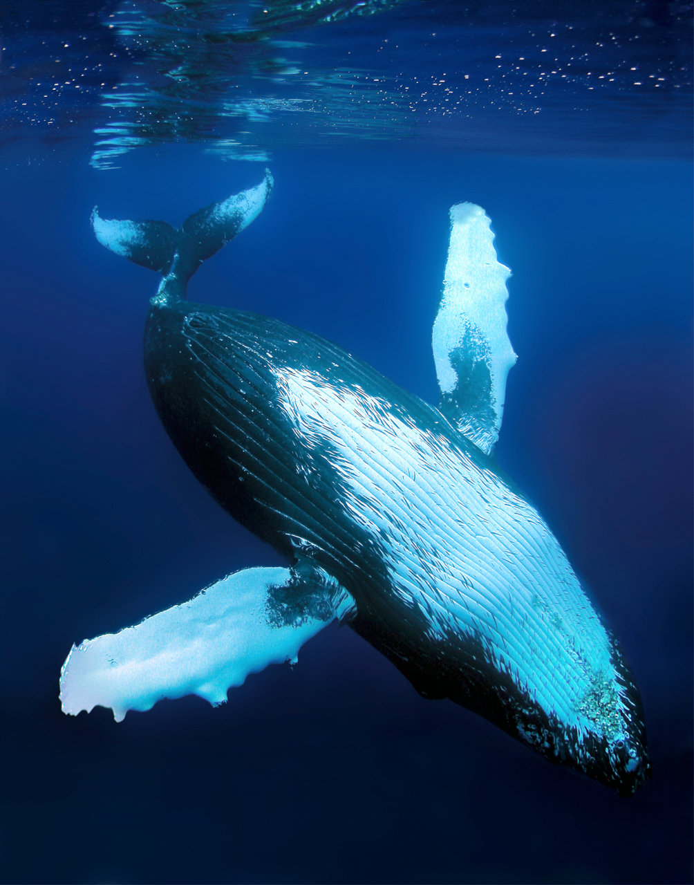 今天,我要给大家带来一些你可能不知道的趣味科普小