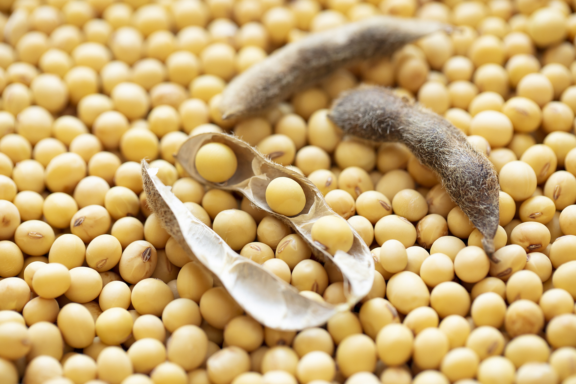 **  想要做出美味的黄豆,选材