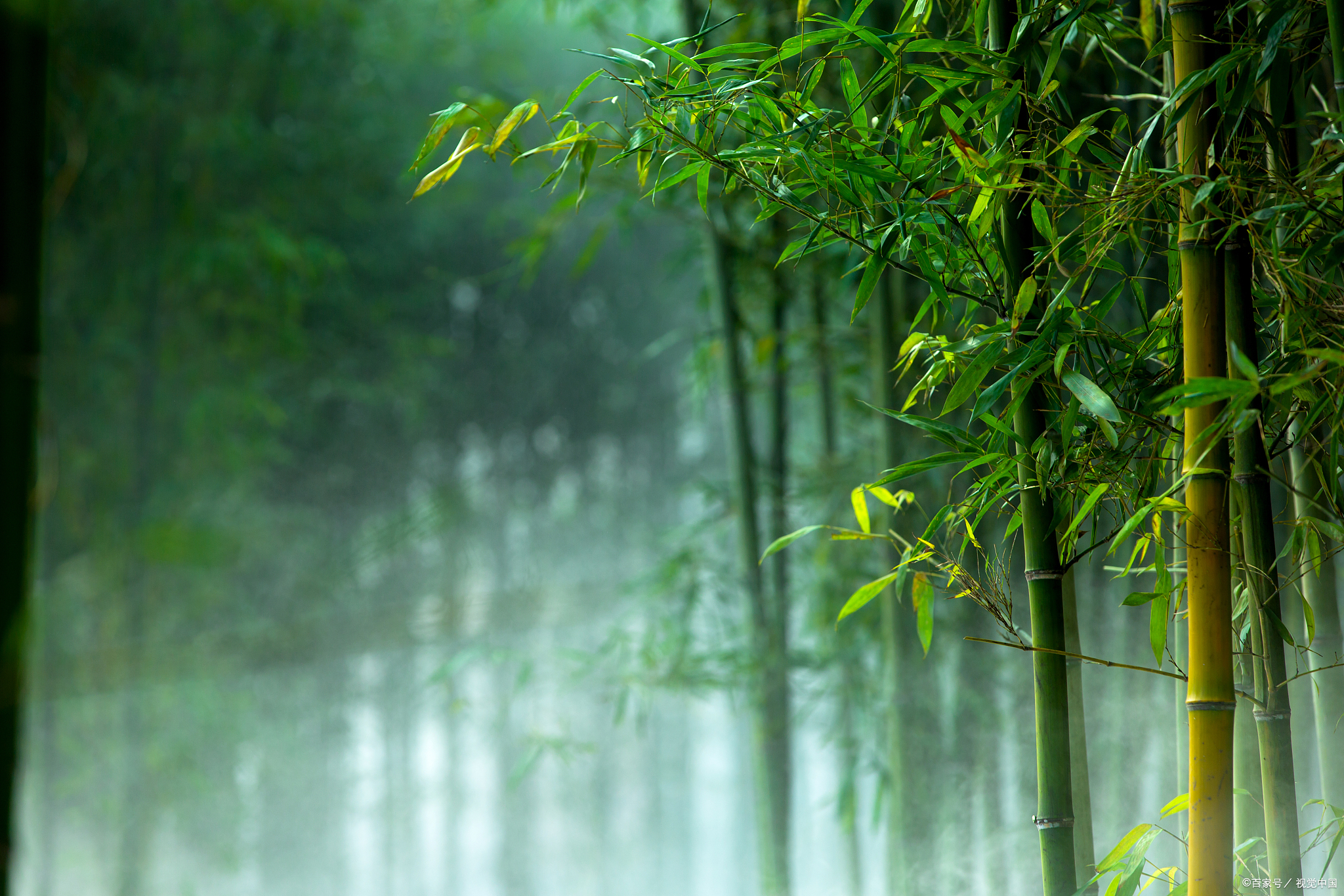 首句竹长新梢高拂天,描绘出竹子生长茂盛,新梢高耸入云的景象