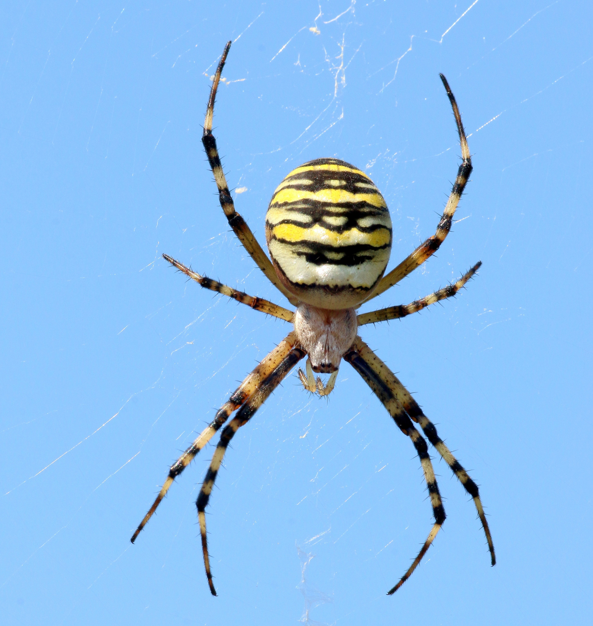 寓言故事:蜘蛛和蜜蜂的友谊