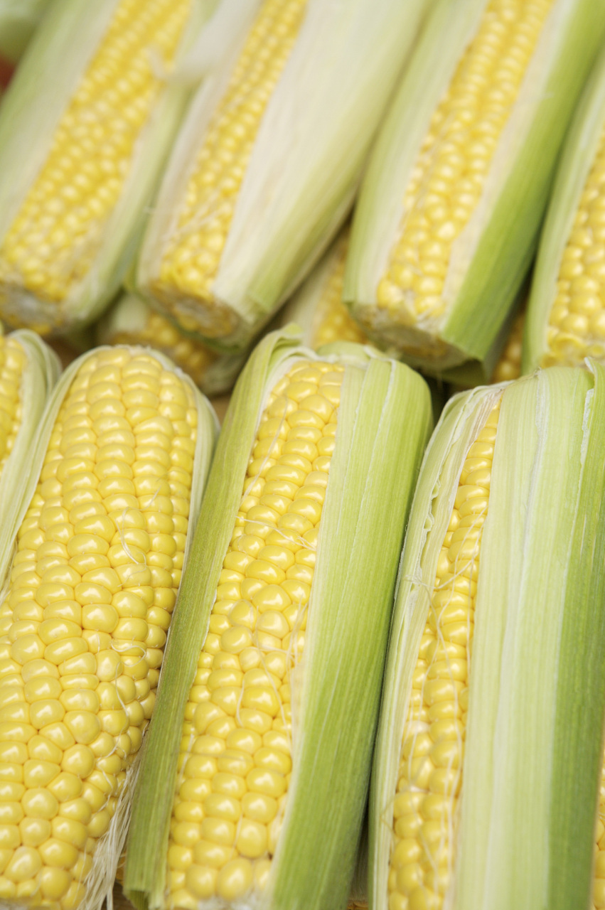 玉米是禾本科玉蜀黍属一年生草本植物,具有光合效率高的碳4植物特性.