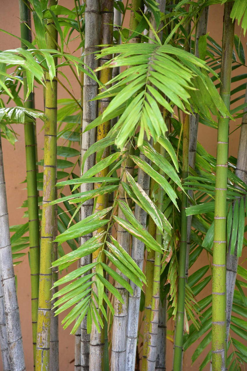 凤尾竹,是一种美丽而受欢迎的竹子品种,它具有翠绿的叶子和优雅的生长