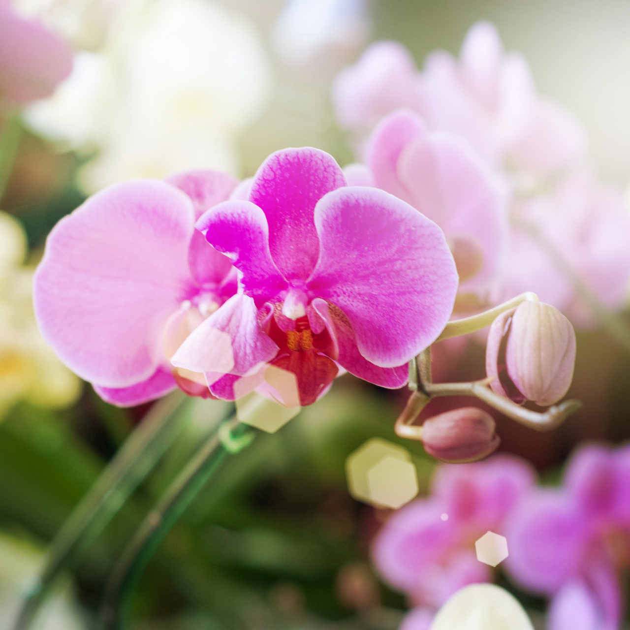 蝴蝶兰,一朵娇艳而高贵的花,她的花语诠释着美丽与自由的意境.
