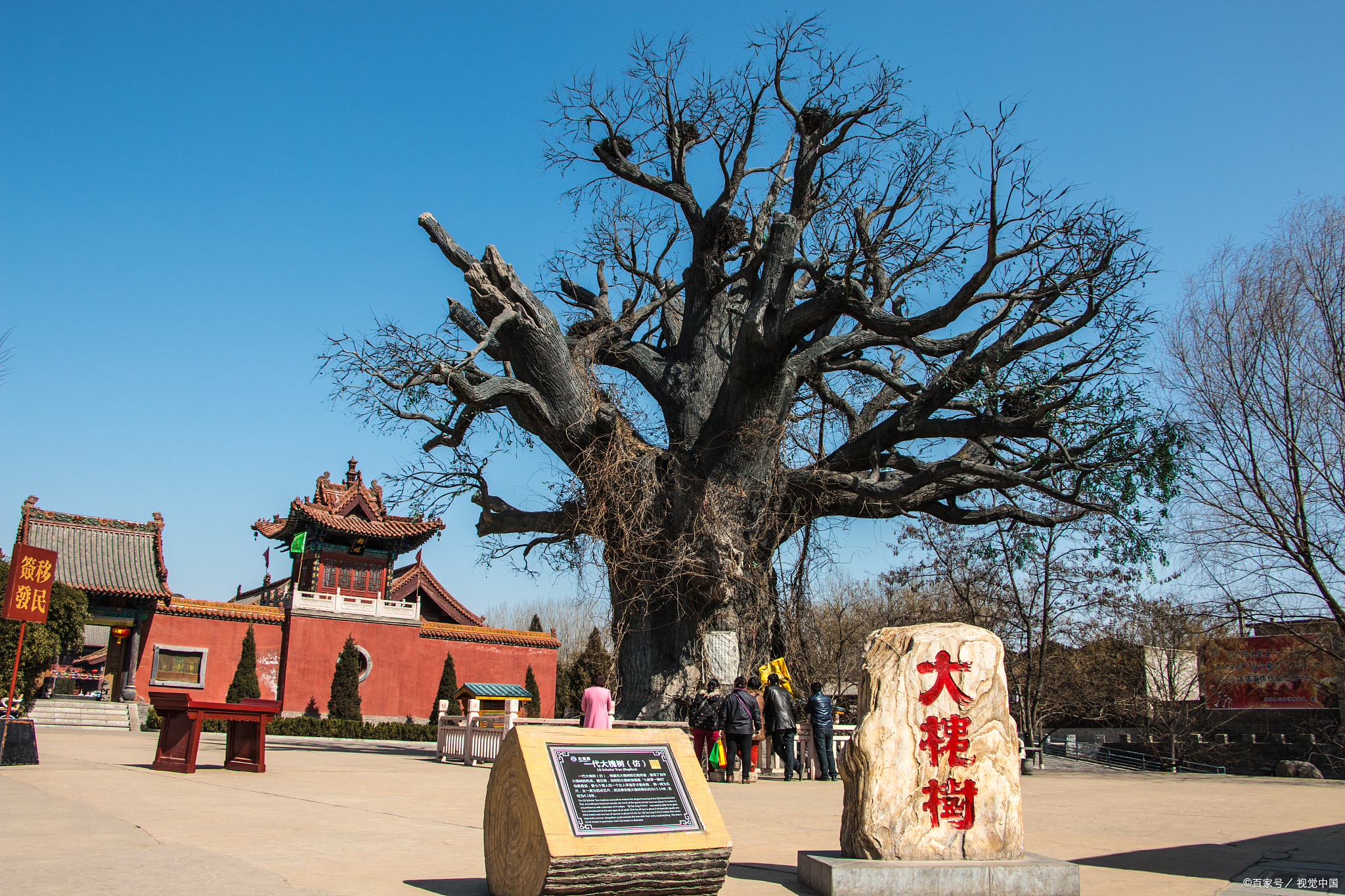 山西老槐树风景区图片