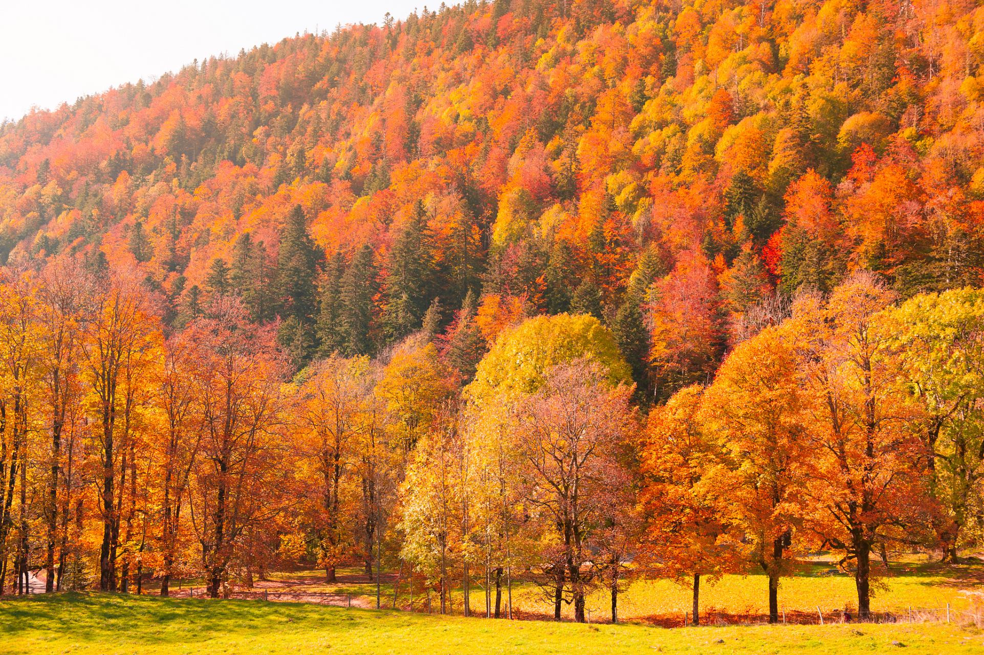 漫步重庆秋天风景,感受大自然的魅力 重庆,这座山城,不仅以其壮丽的