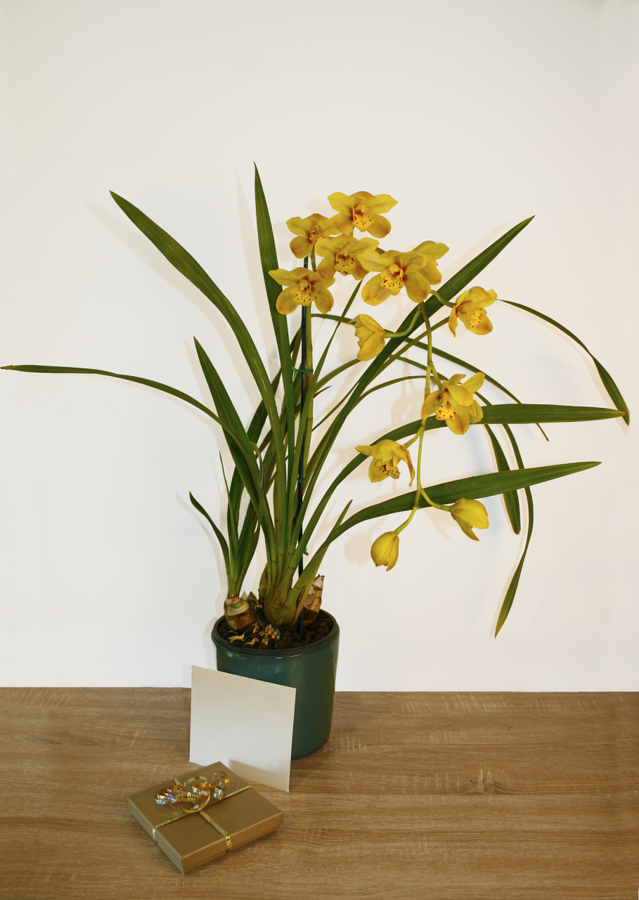 海南香兰是一种美丽的盆景植物,它拥有优美的花朵和独特的香气,深受