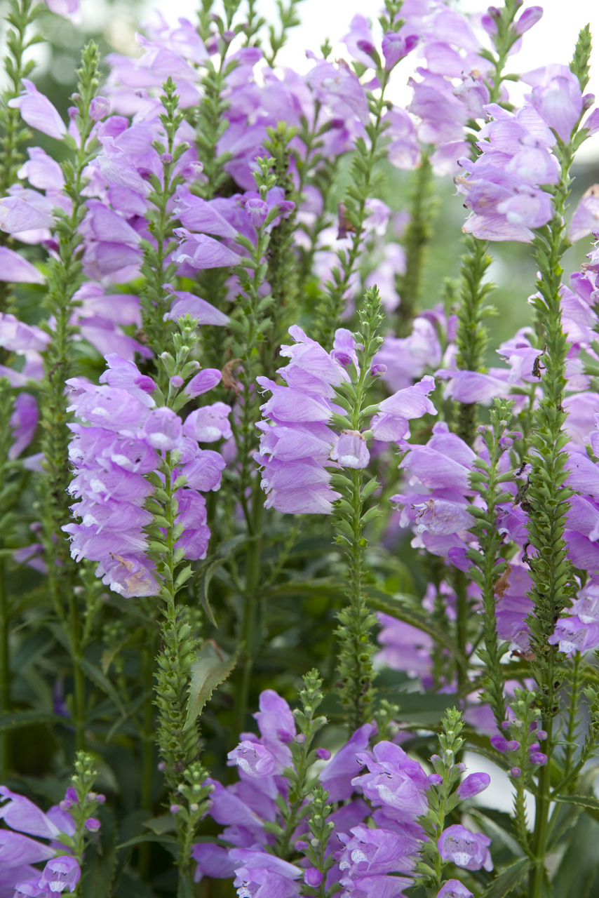 黄金无假,阿魏无真;这句话的意思是,黄金是货真价实的东西,而阿魏这种