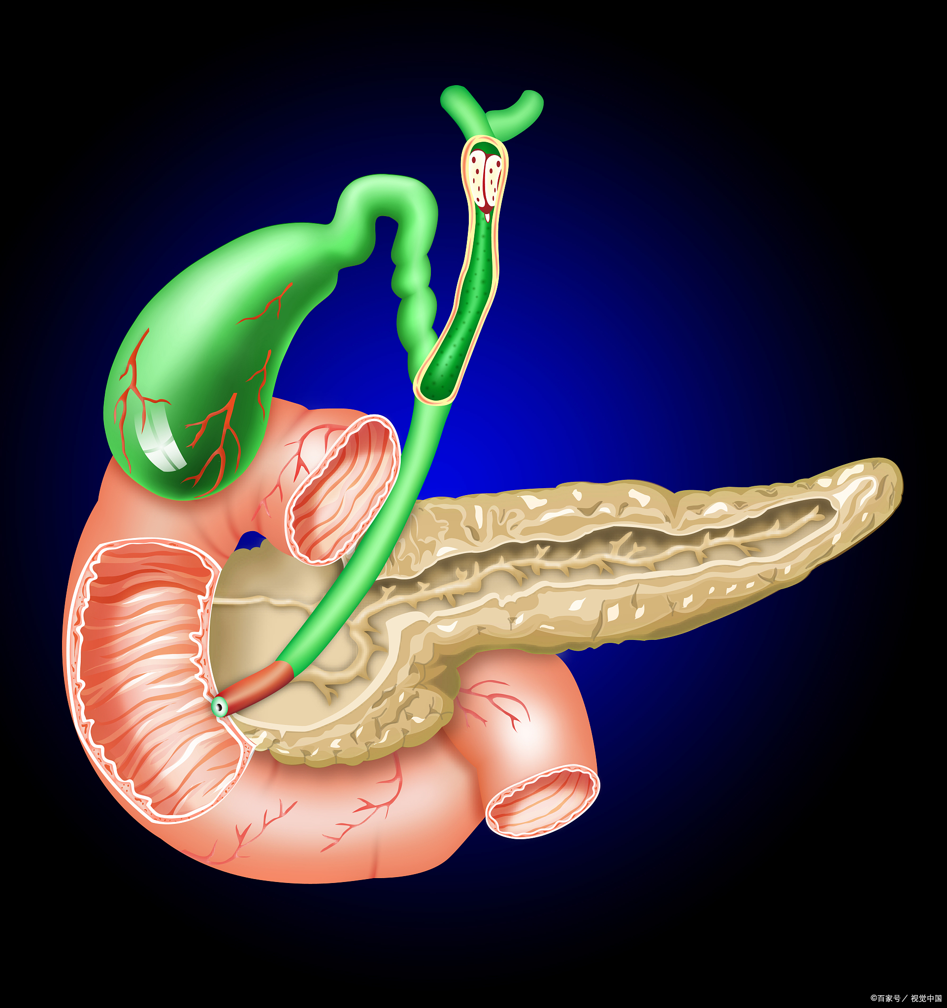 胰管和胆总管的解剖图图片