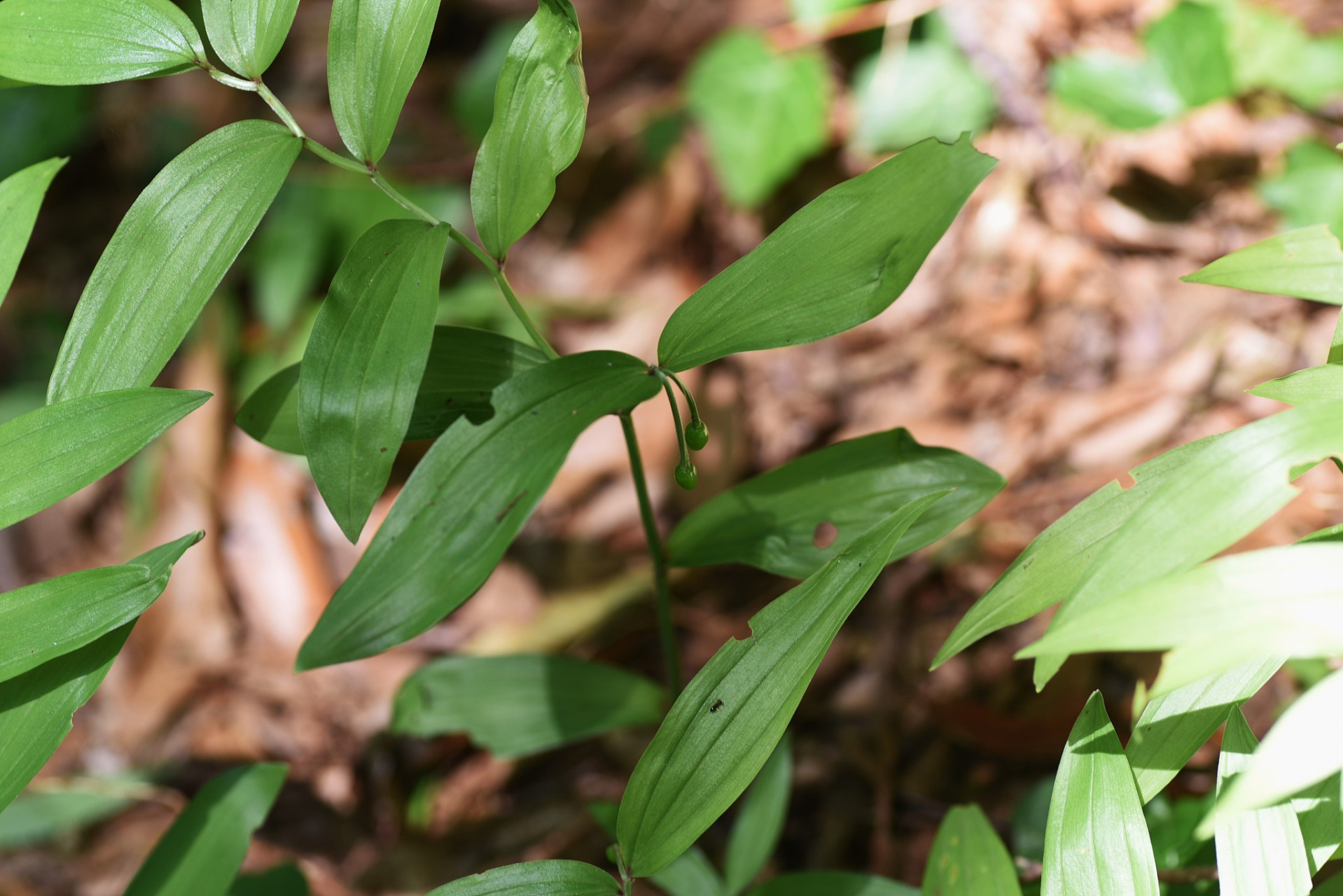 五指毛桃:功效与作用详解 五指毛桃,是一种常见的中药材,因其叶子长得