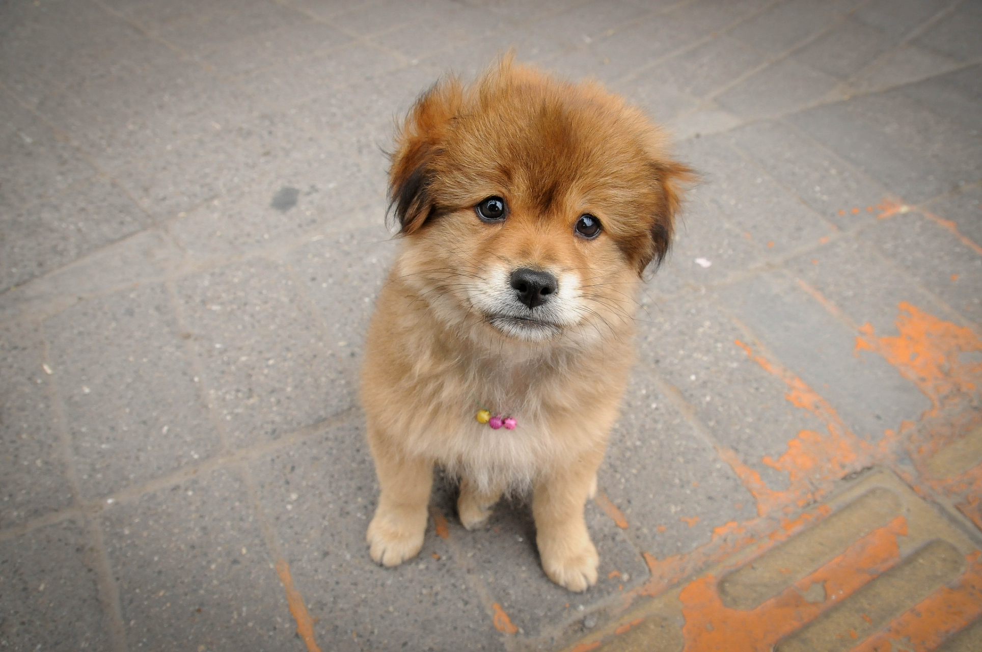 [原文:土松犬好不好看呢]