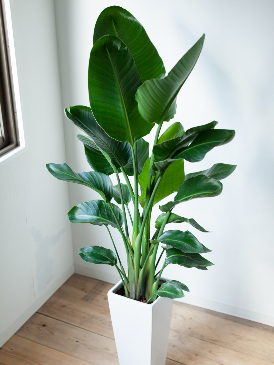 天堂鸟,这是一种充满热带风情的植物,叶片宽大,四季常绿,开花时更是