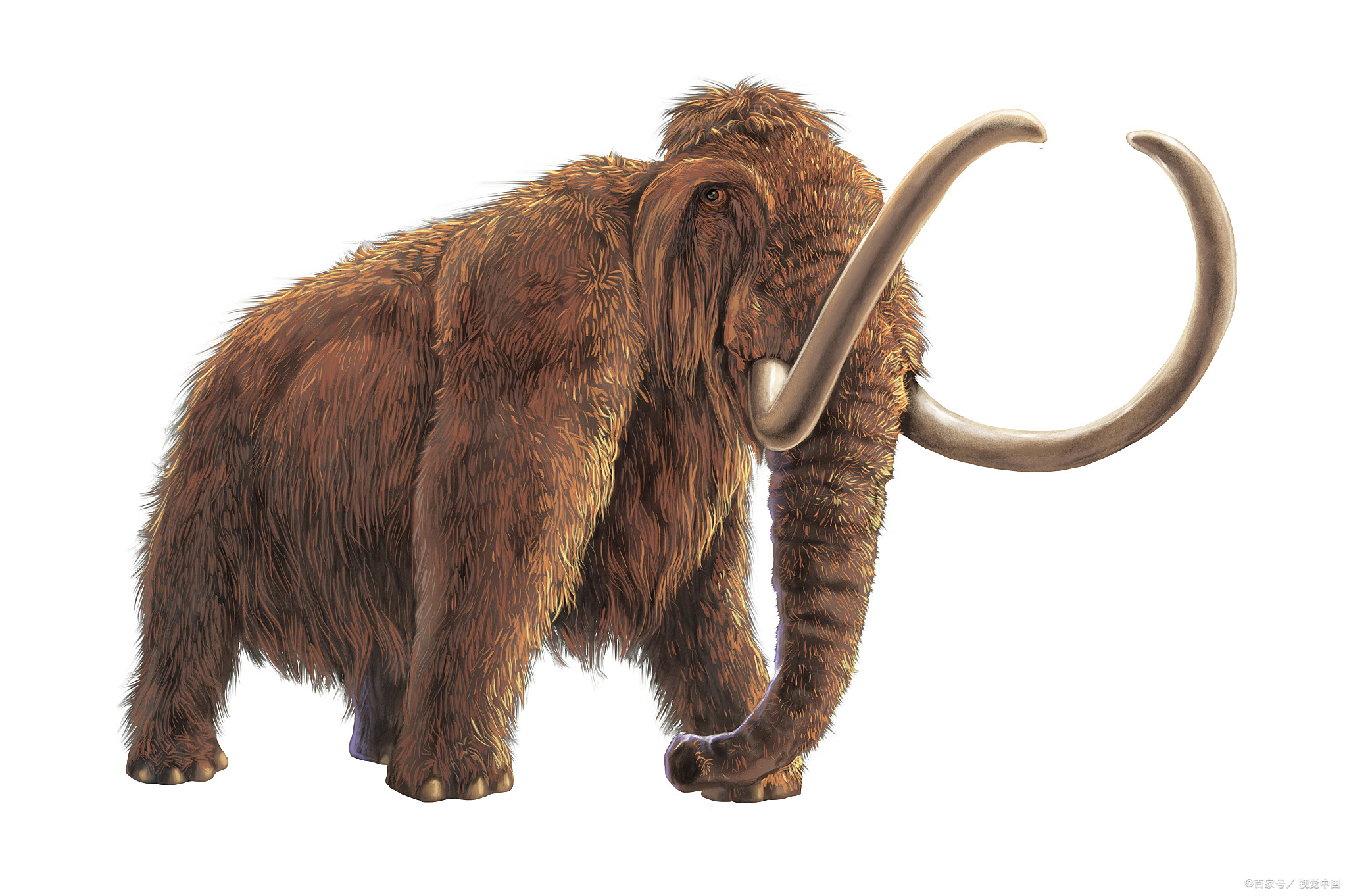 霸王龙vs猛犸象