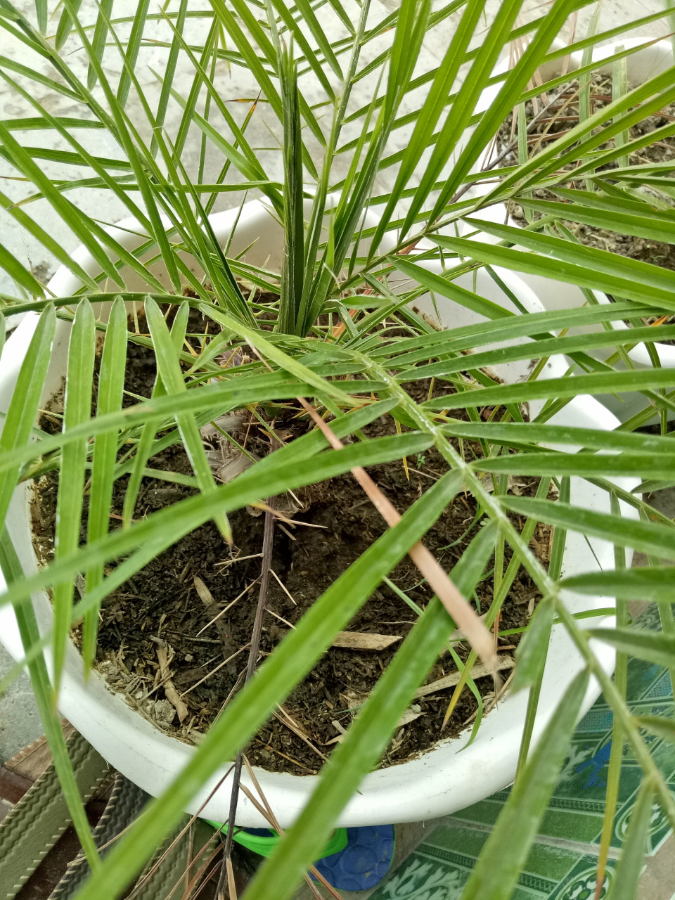 真正有效的驱蚊植物图片